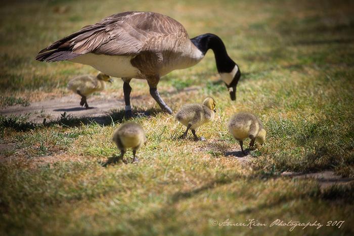 Canadian Goslings & Other Things