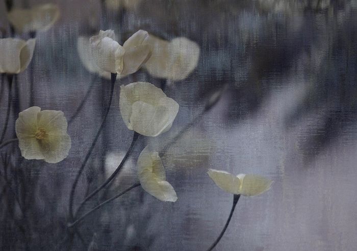 Fine Art & Still Life
