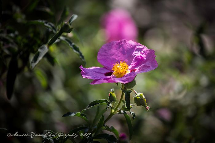 Nature
