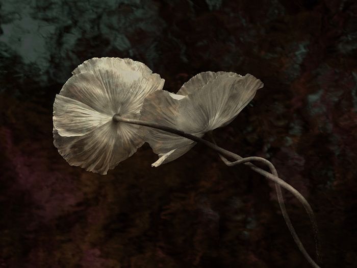 Fine Art & Still Life
