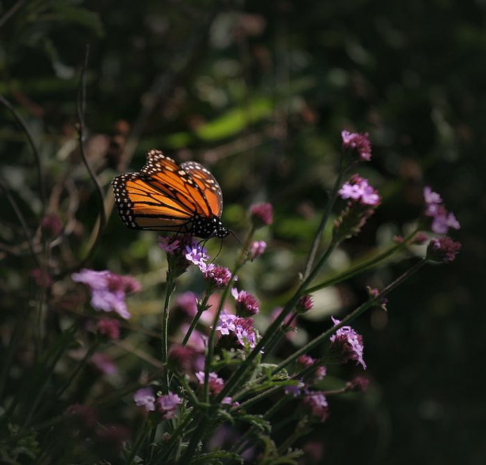 Nature