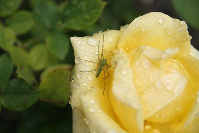 Weekly Theme 54-Macro Photography