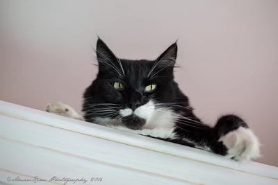 This and That...and a Frisky Cat (or 3)!