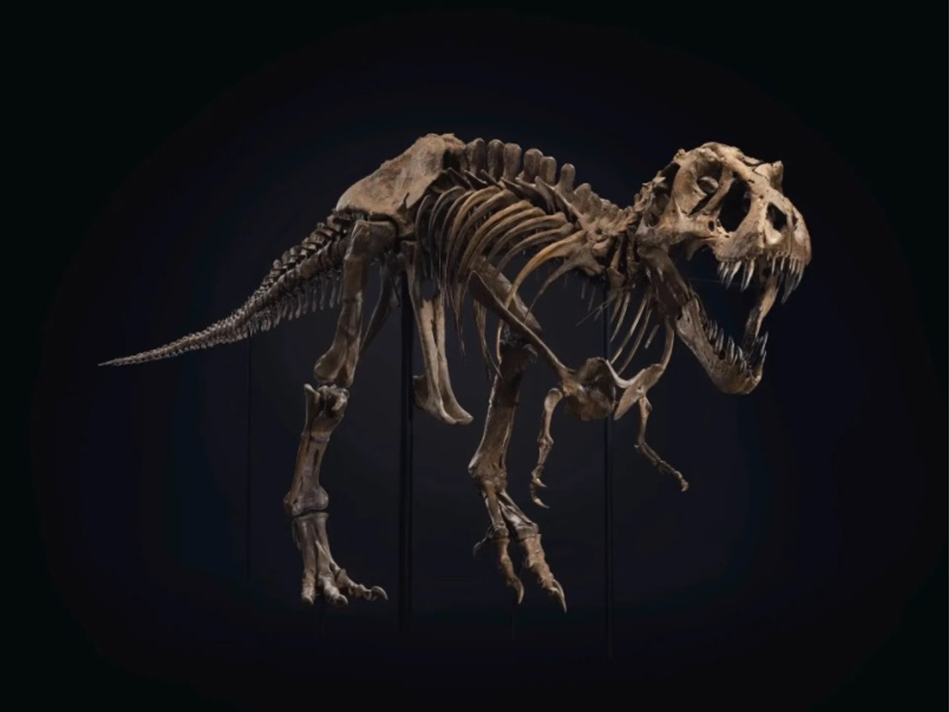 "סטן", שלד טירנוזאורוס רקס, השיג שיא של 32 מיליון דולר במכירה פומבית של כריסטי'ס בניו יורק באוקטובר 2020.

באדיבות Christie's Images Ltd.