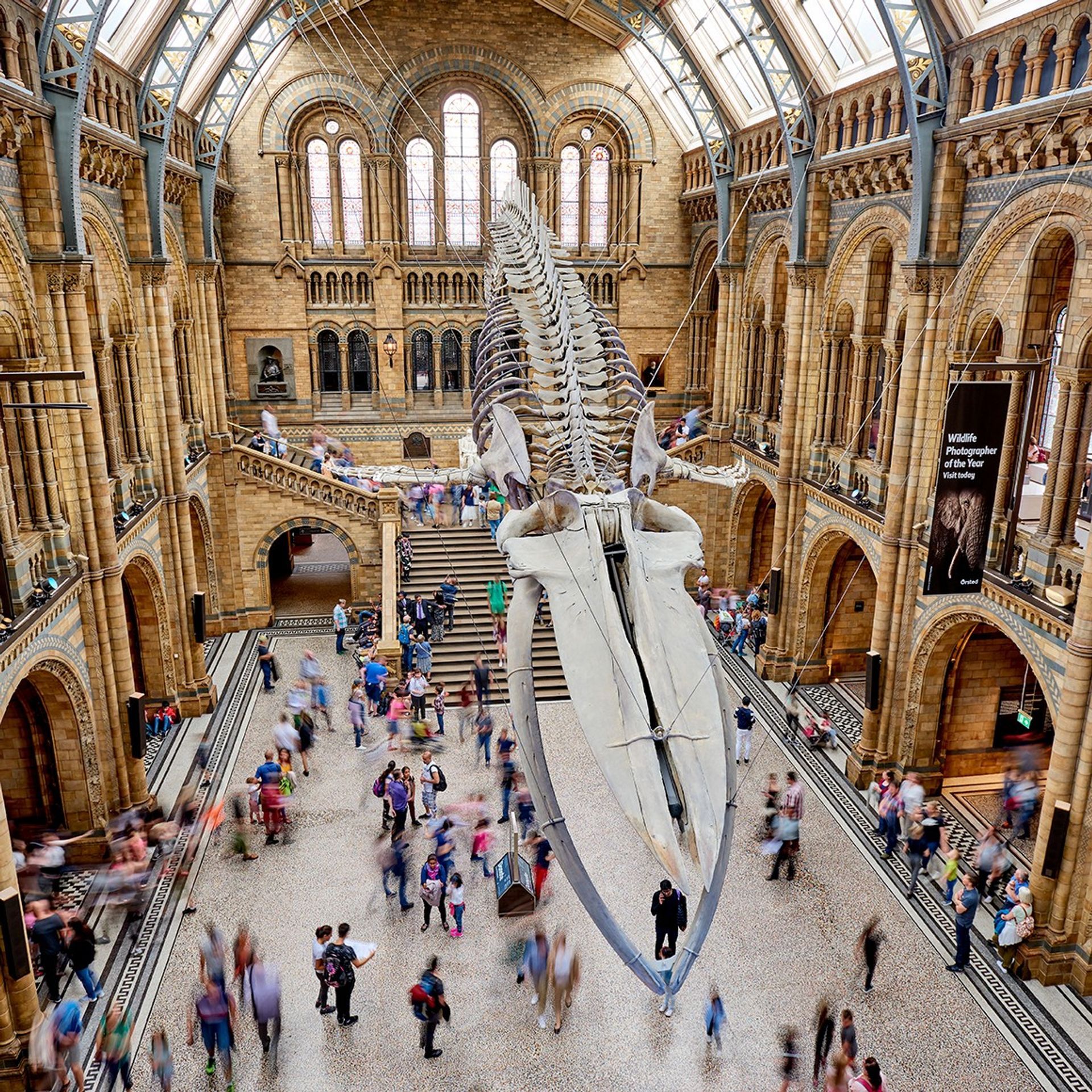 המוזיאון להיסטוריה של הטבע בלונדון סגר את שעריו עד ה-27 בדצמבר עקב עלייה במספר המקרים של הקורונה בעקבות זן האומיקרון

באדיבות נאמני מוזיאון הטבע


