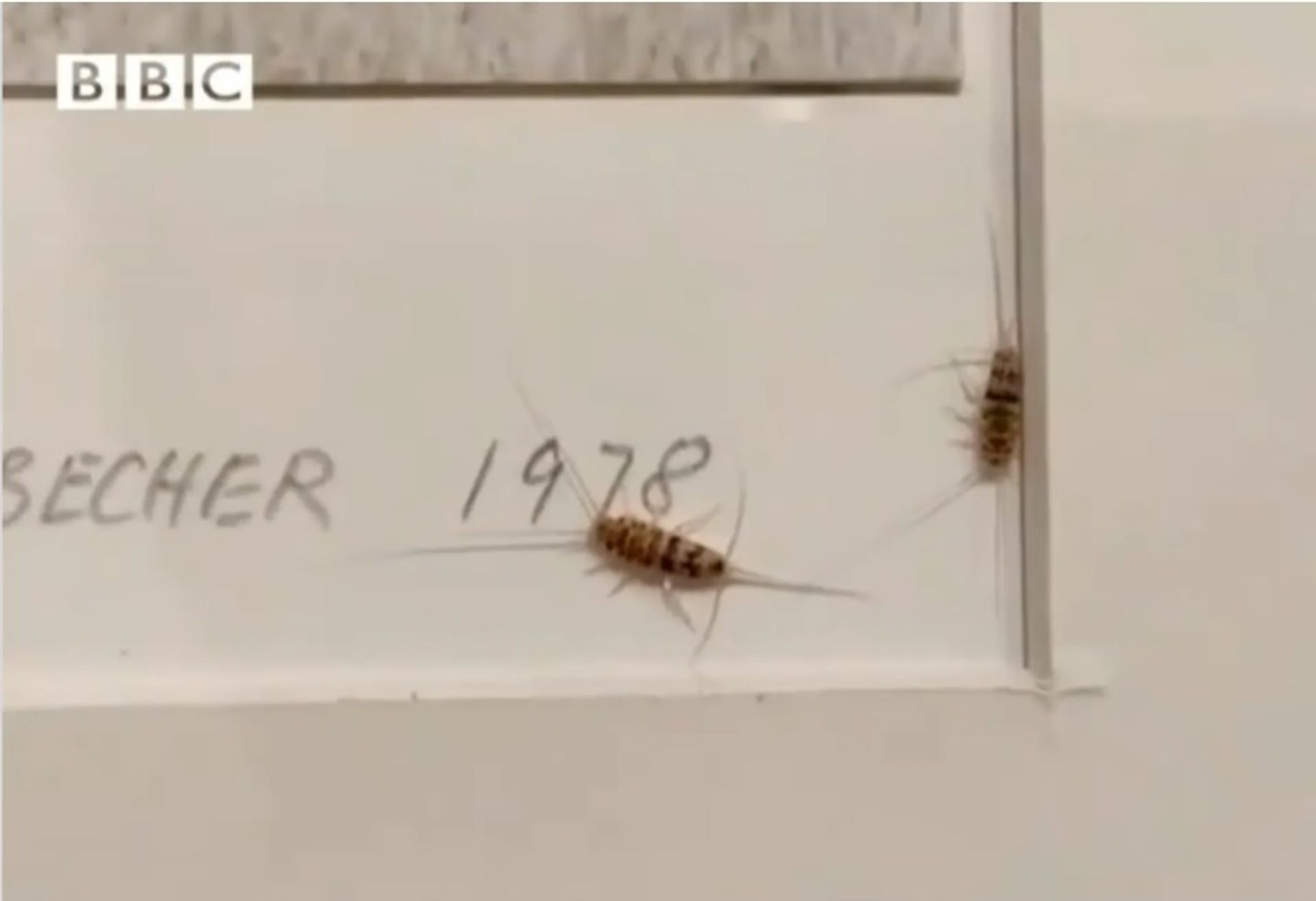 צמד חרקים לכודים בתוך עבודה של ברנד והילה בכר

BBC Persia, דרך אינסטגרם