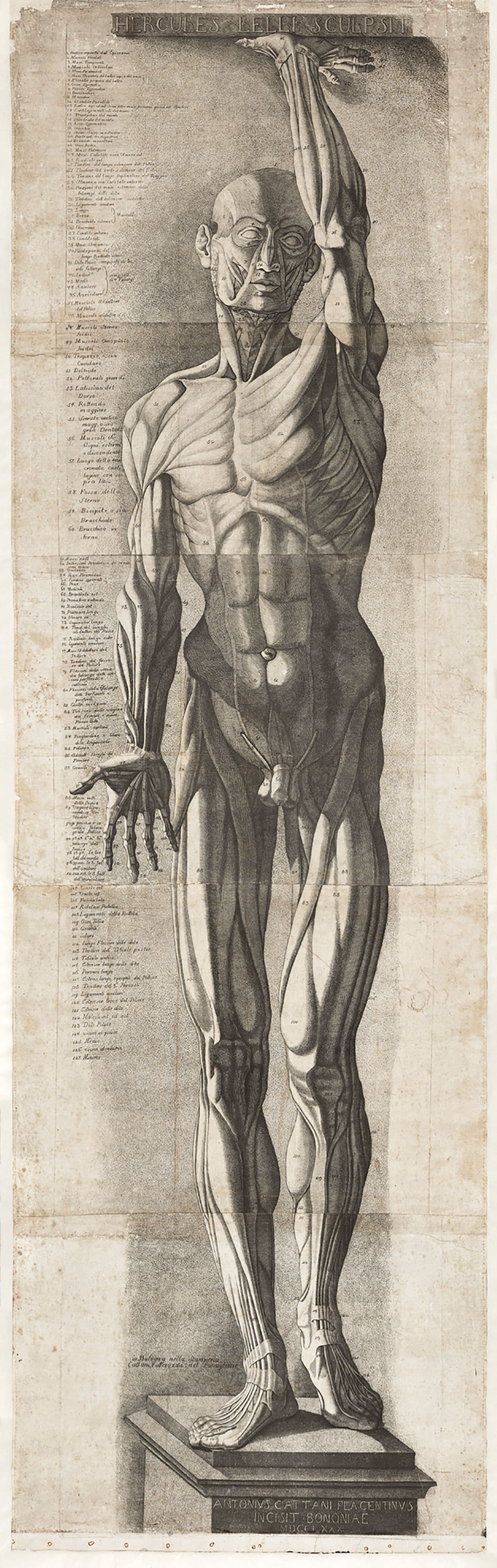 אנטוניו קטאני (1777 - 1790) לאחר ארקול ללי (1702-66), Écorché figure (1780), תחריט וחריטה, מודפס על חמישה גיליונות

מכון המחקר גטי
