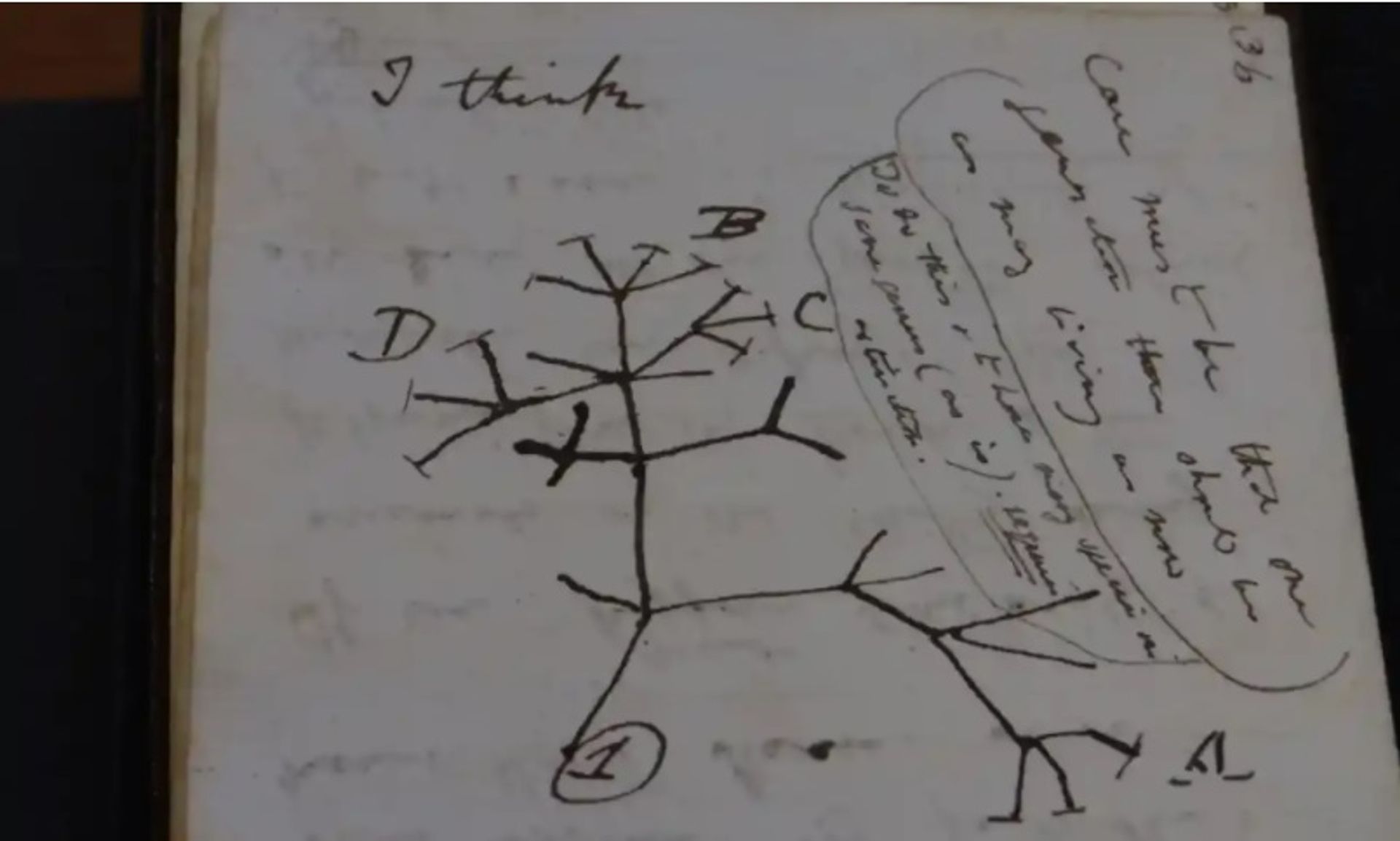 שרטוט עץ החיים של צ'ארלס דרווין משנת 1837 באחד מכתבי היד שהוחזרו

באדיבות ספריית אוניברסיטת קיימברידג'