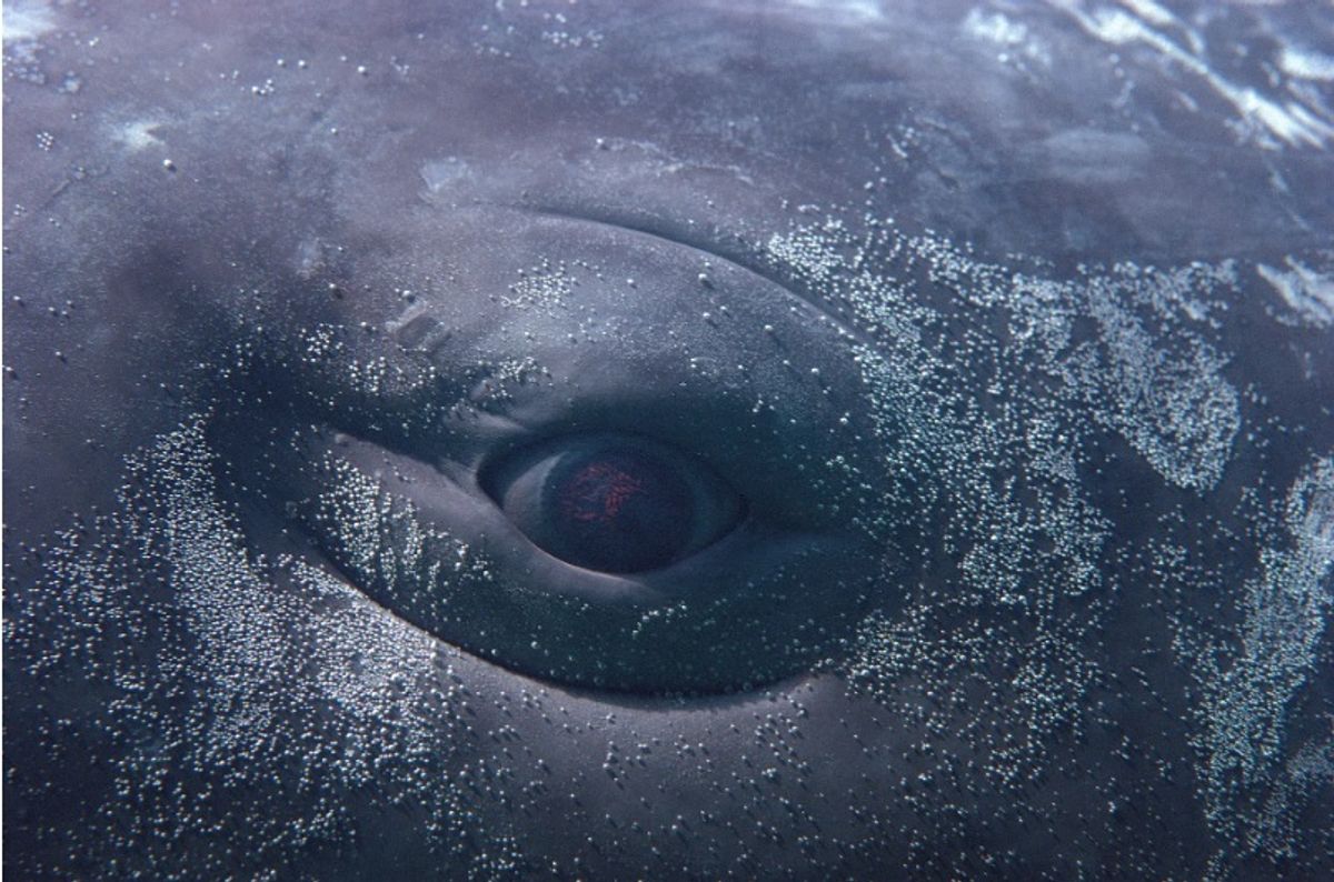 תמונה מתוך הסרטון MOBY DICK; או The Whale, 2022. בימוי וו צאנג. וידאו ברזולוציה גבוהה, צבע, שקט וביצועים.

באדיבות האמנים. Design Pics Inc / Alamy Stock Footage