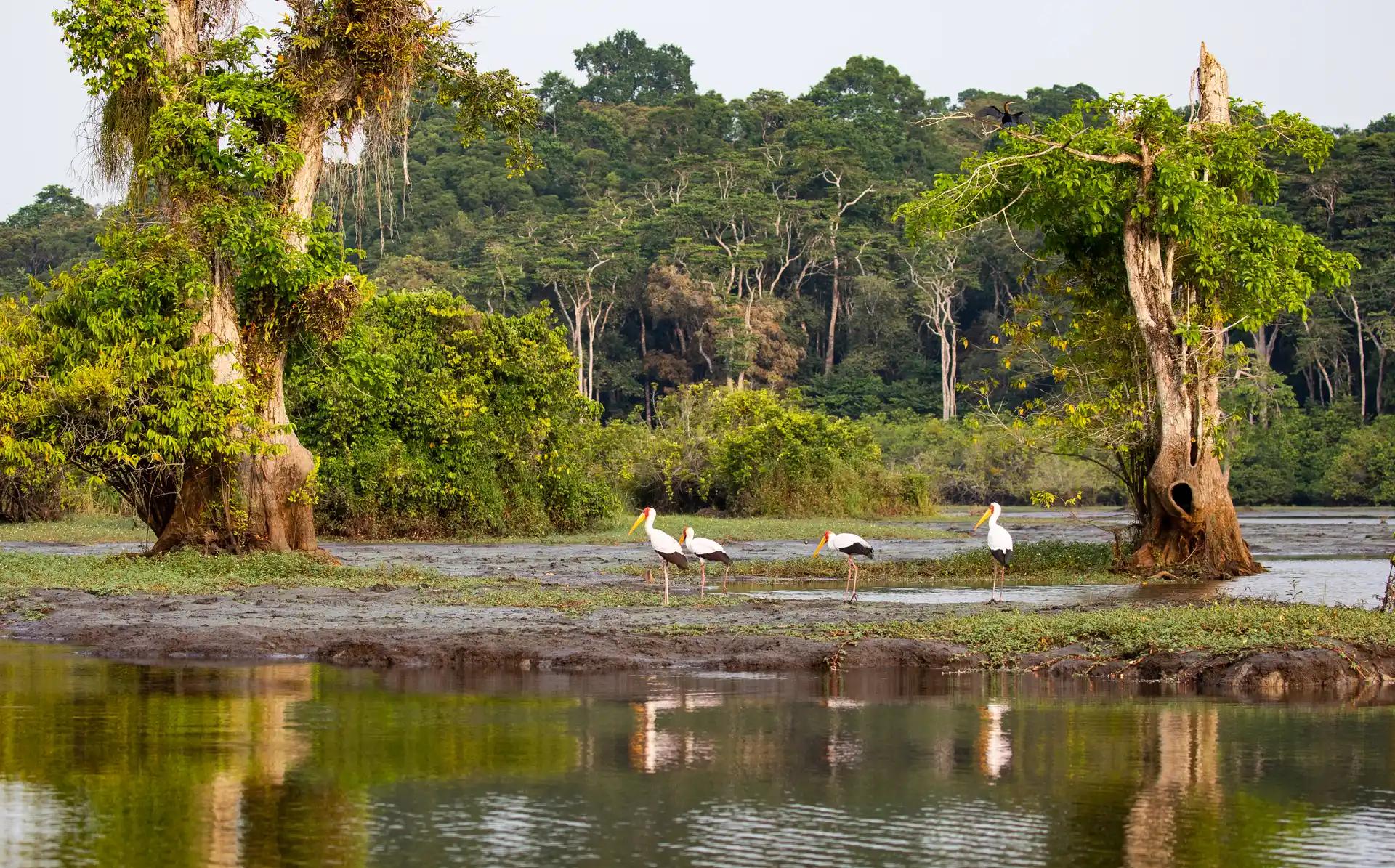 Gabon