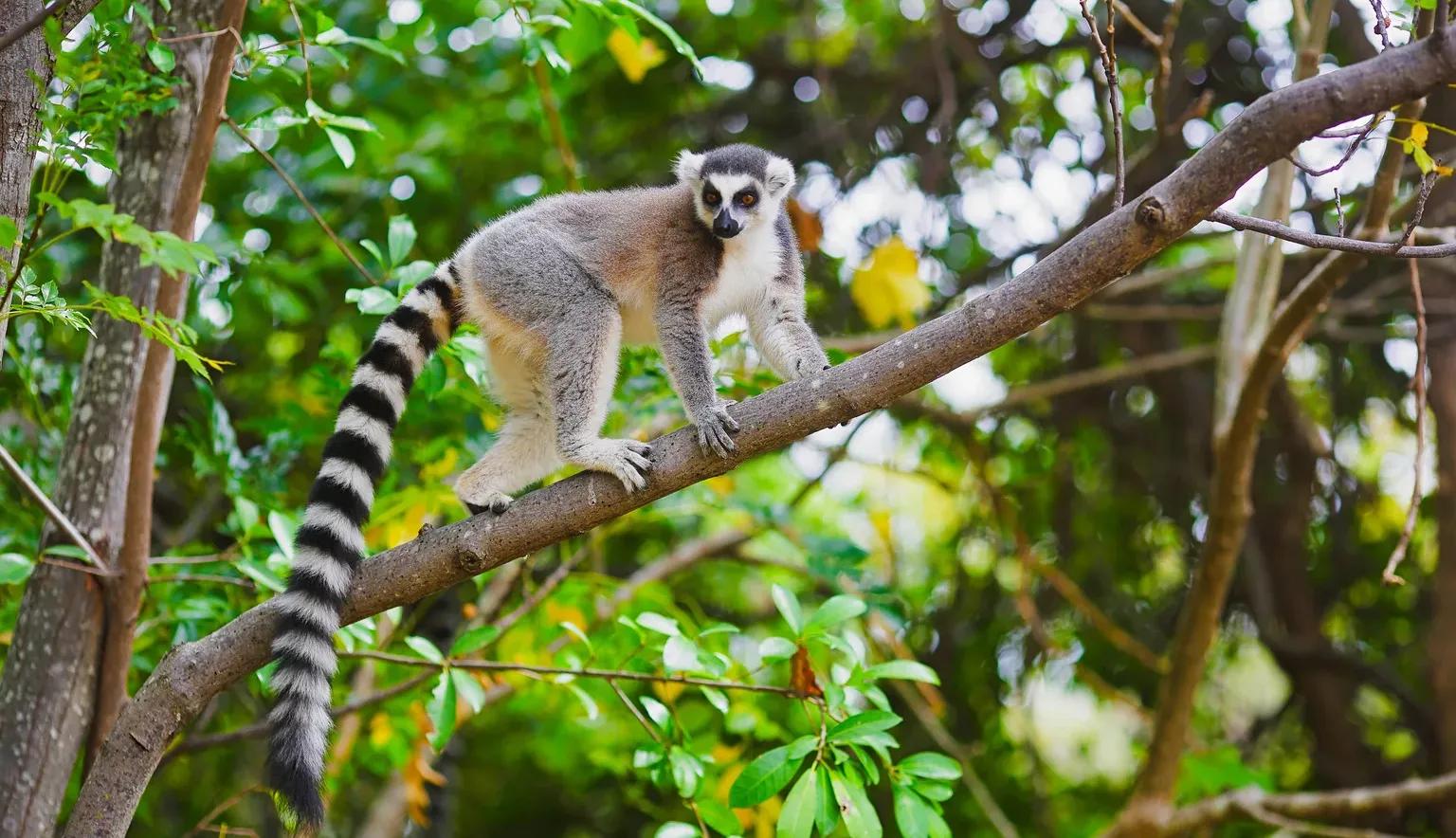 Madagascar