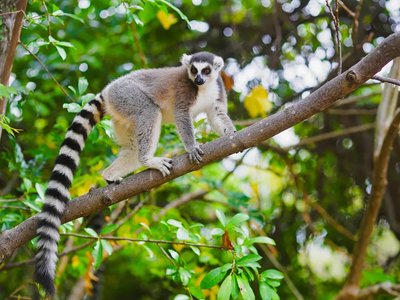 Madagascar