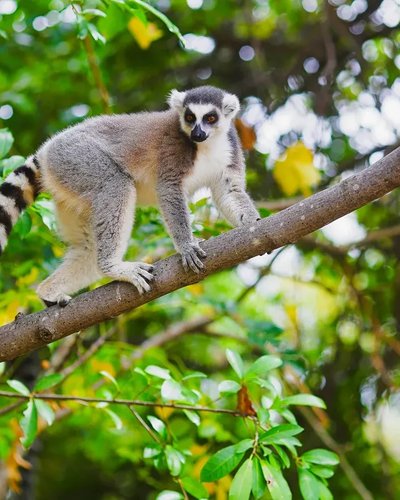 Madagascar