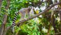 Madagascar