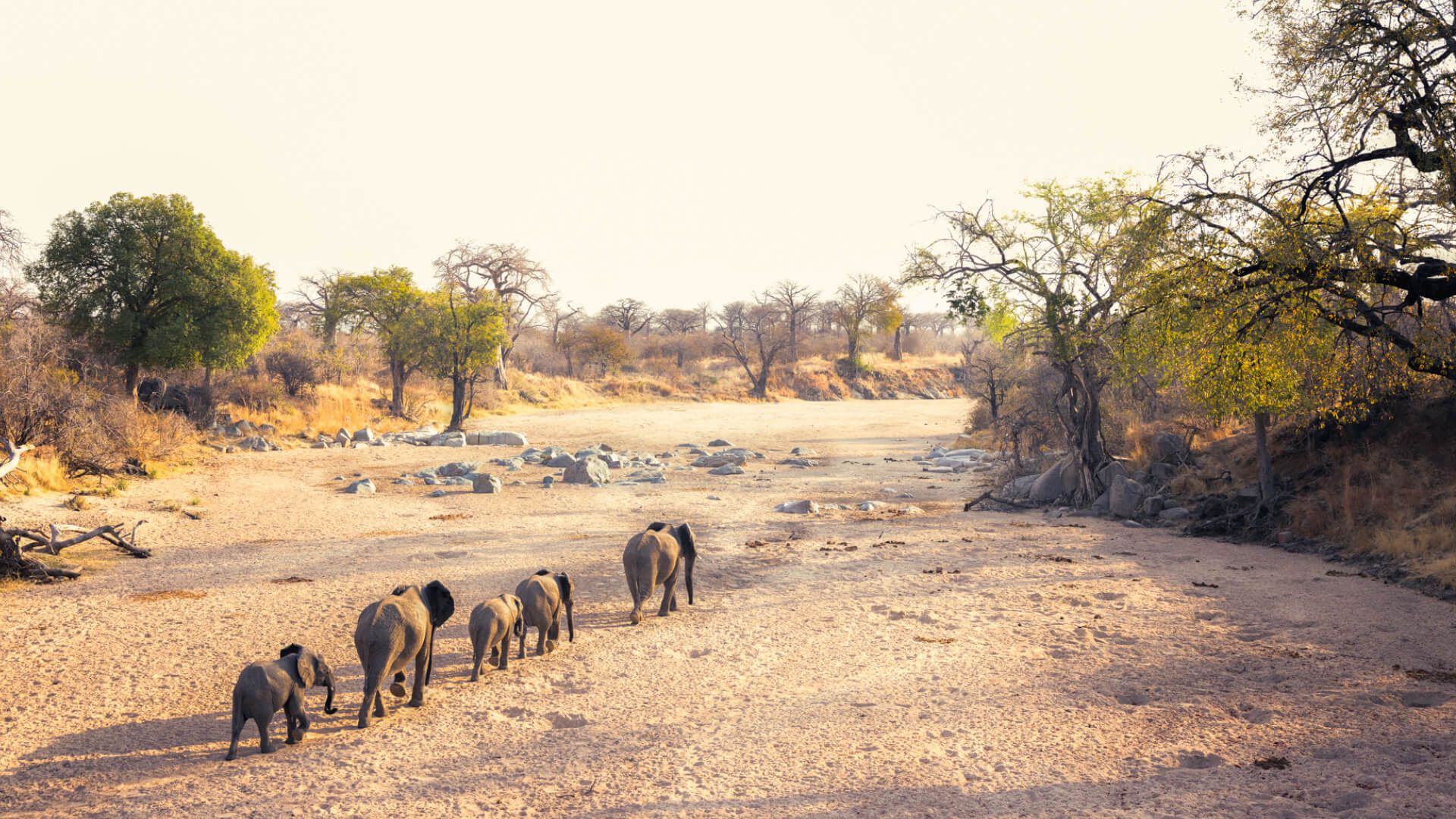 Documentary Video for Ruaha National Park