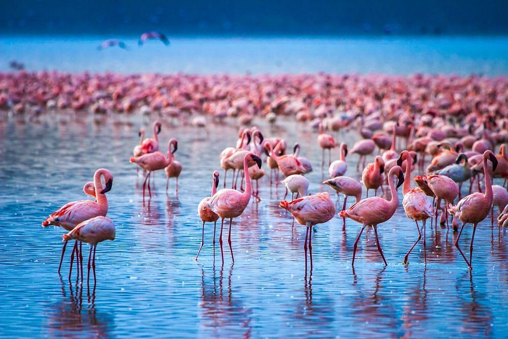 Nakuru, Kenya