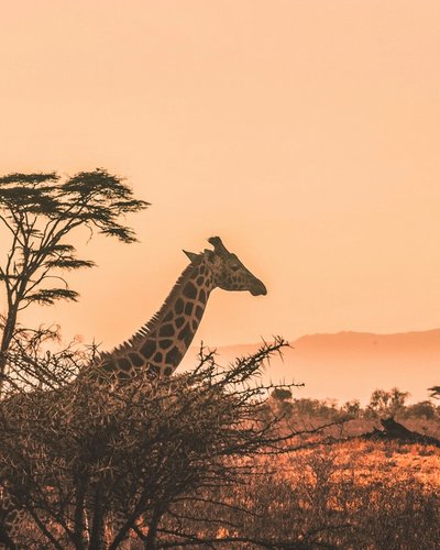 Kenya