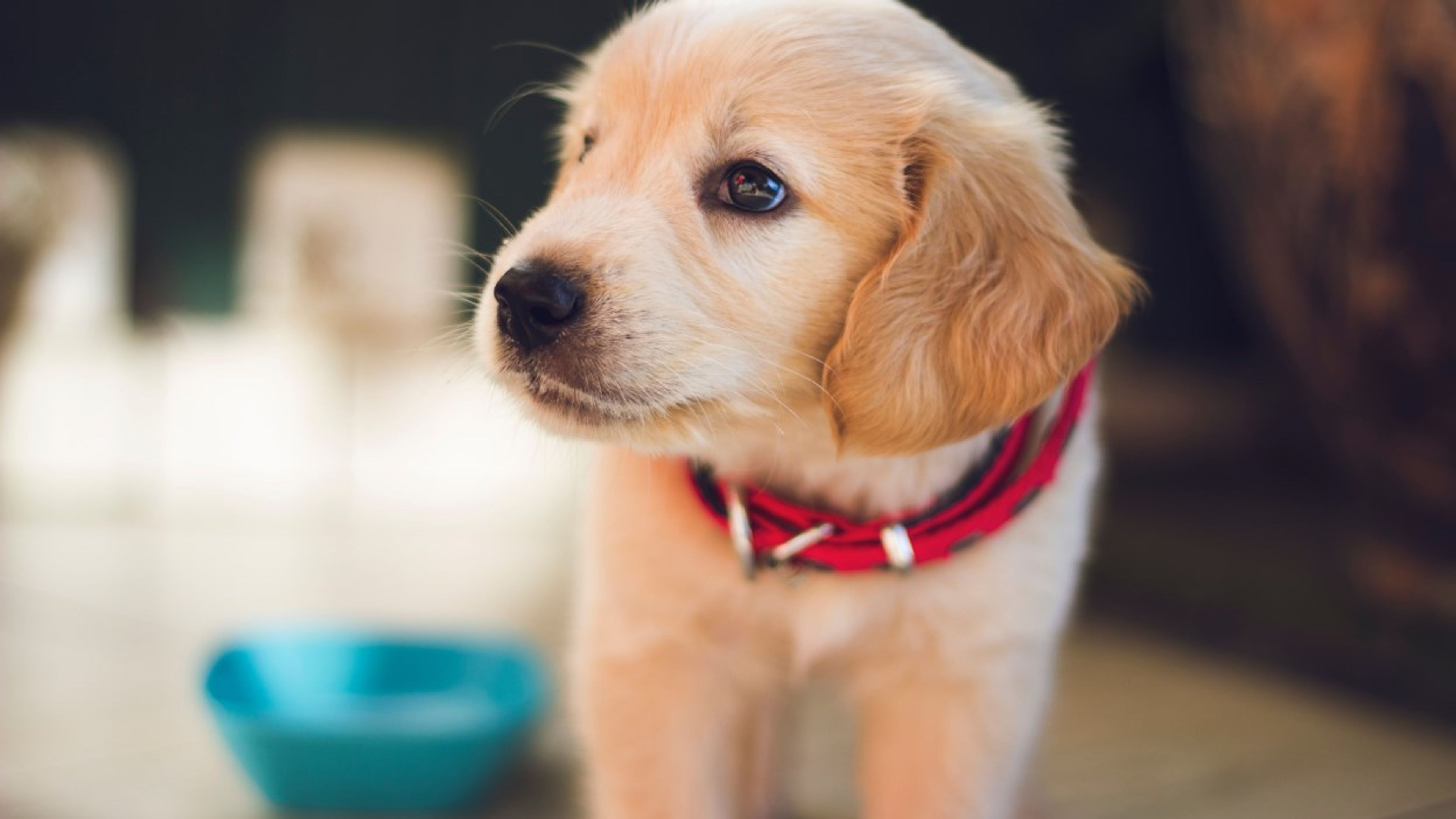 Golden Retriever-valp. Foto.