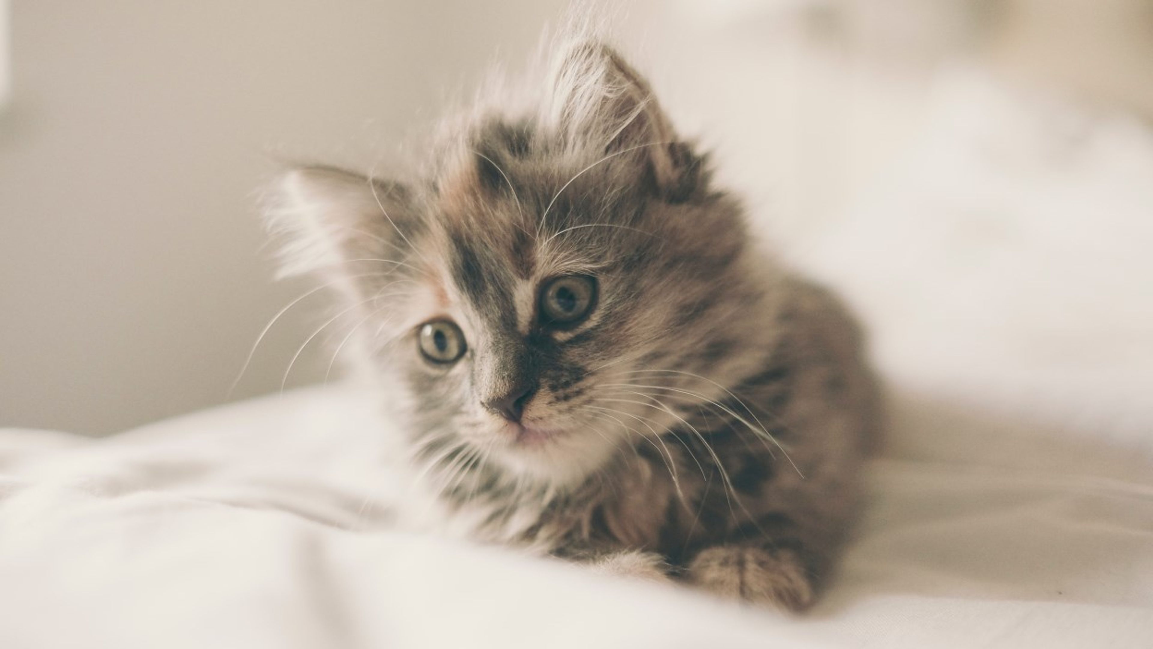 Foto av en kattunge.