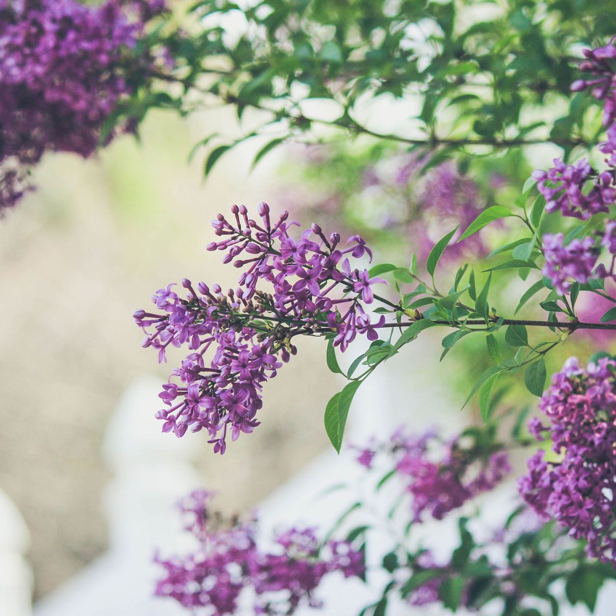 Bilde av en lilla syrinbusk