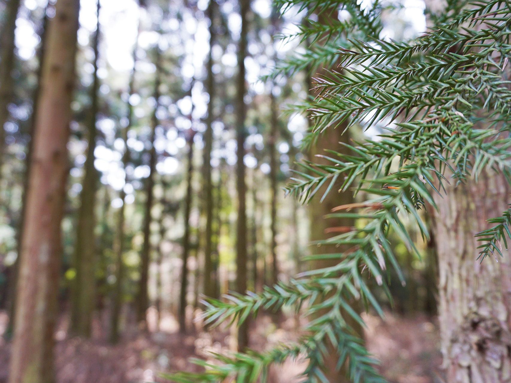 Nærbilde av furutrær i en skog