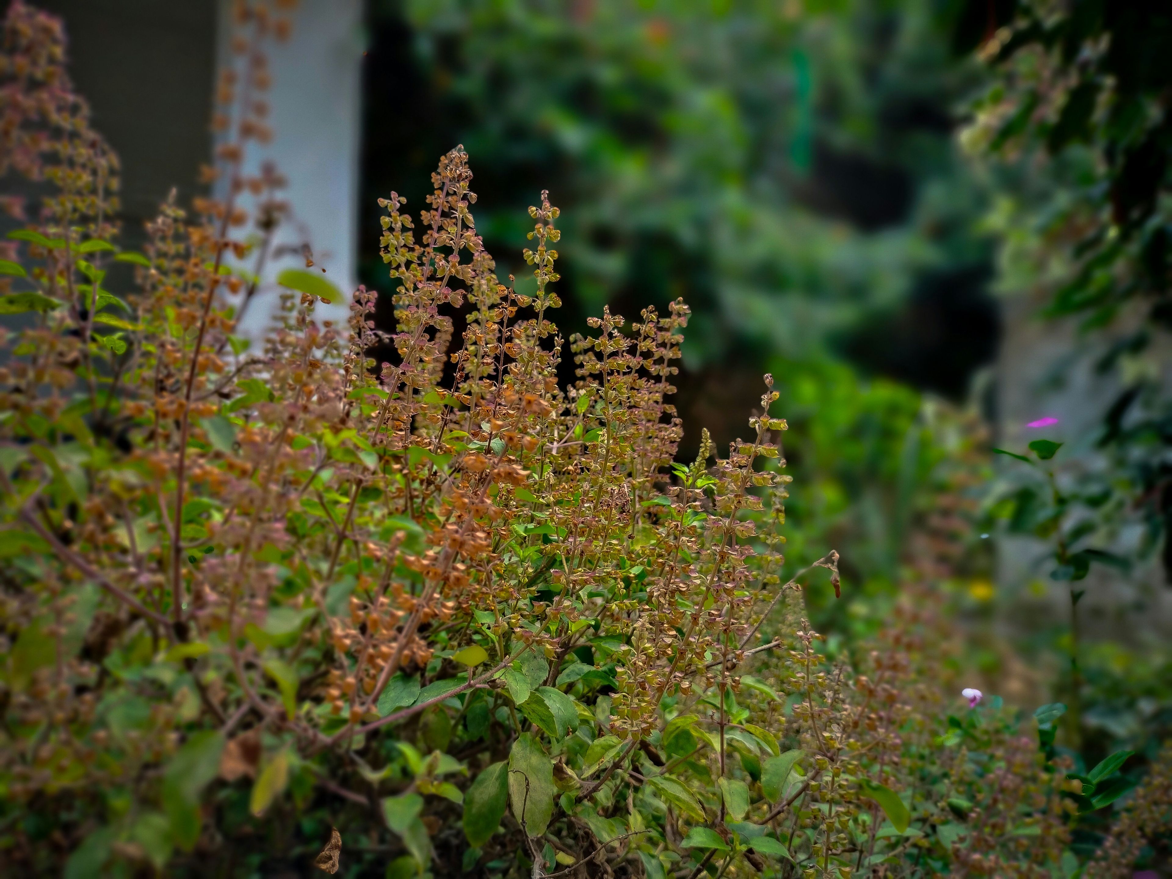 Fargerike blomster