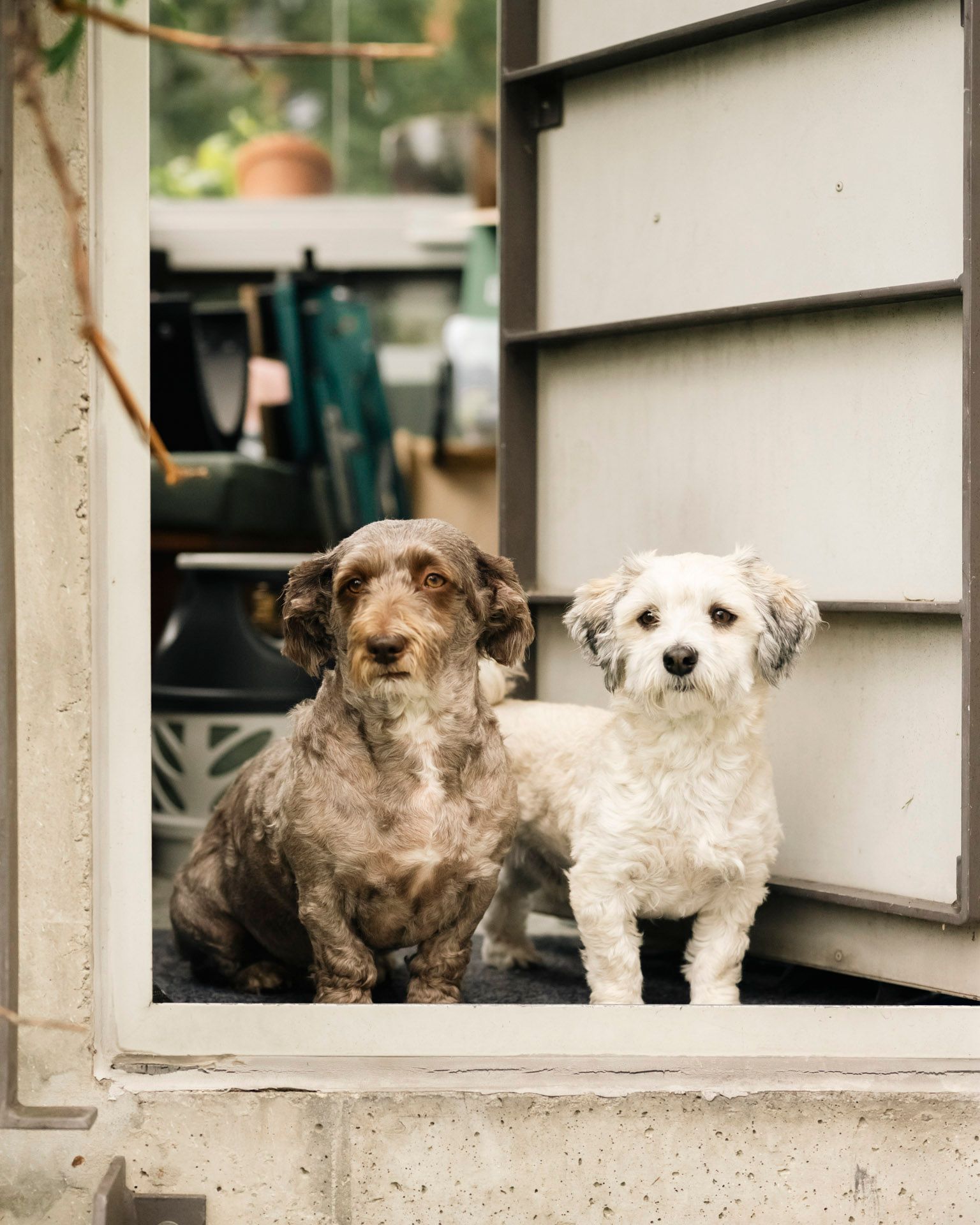 To hunder står i en døråpning. En bichon havanaisen Lillebror (3,5) og Albert (6.