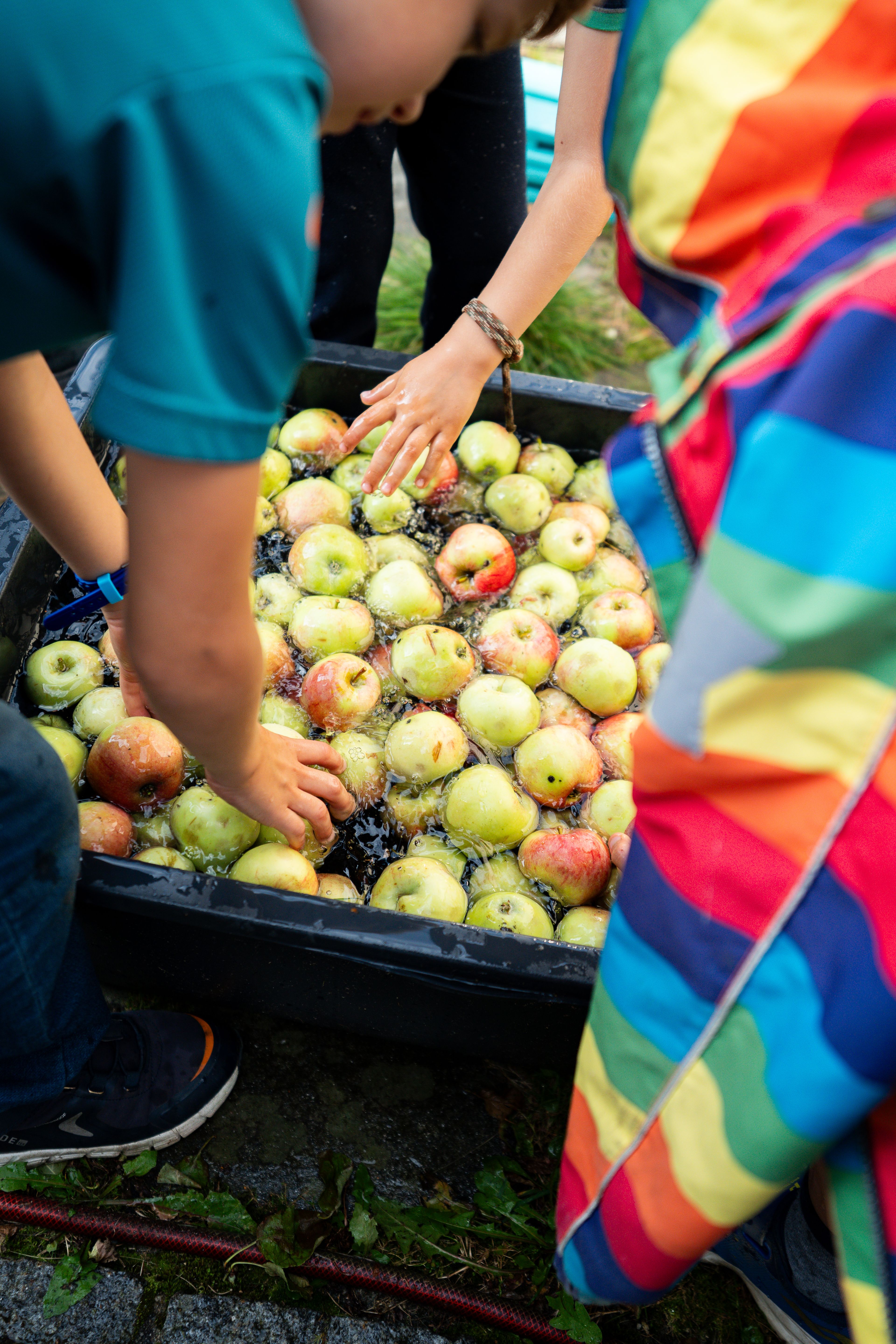 Nærbilde av et kar med grønne epler oppi