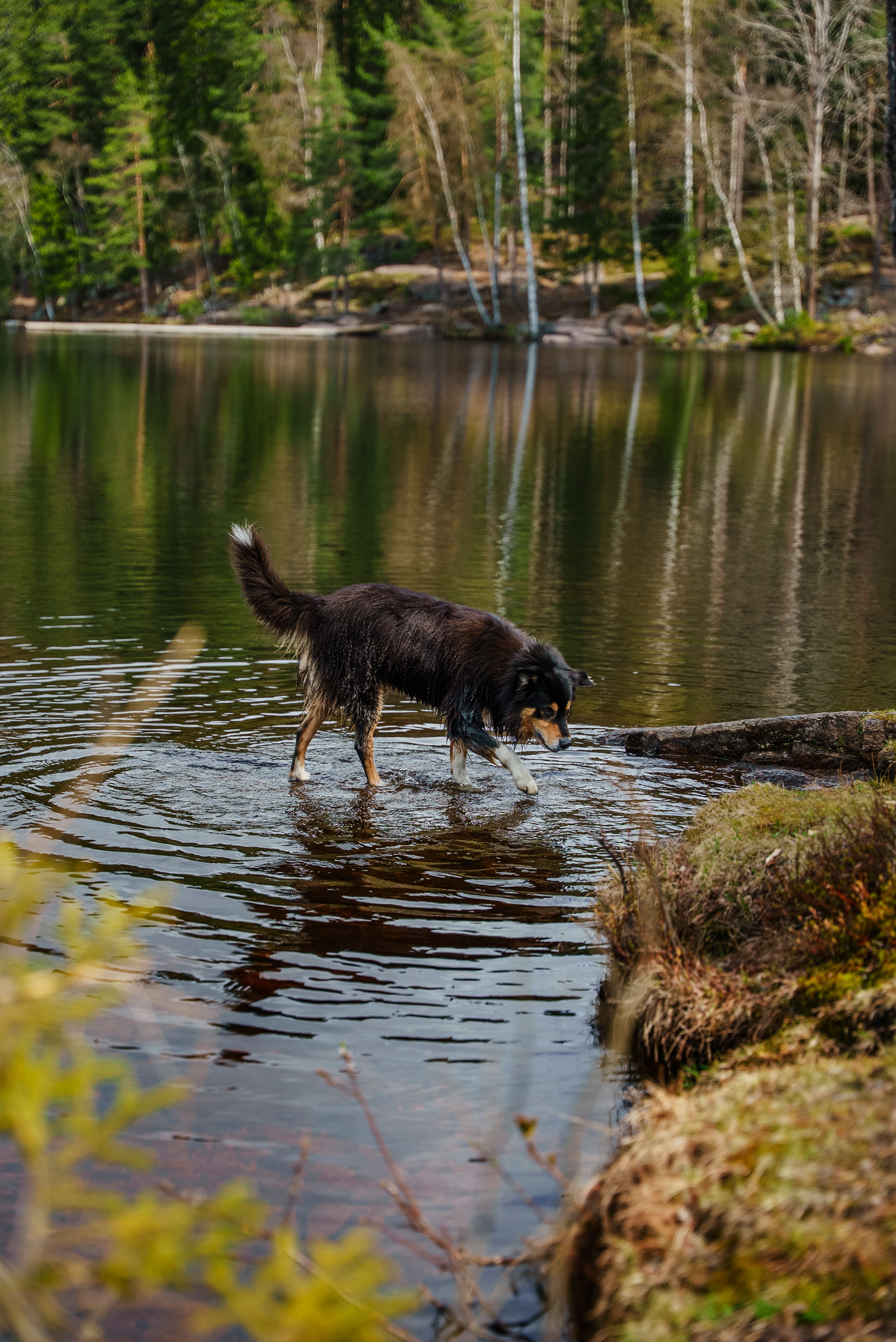 Foto av våt hund på vei opp fra Steinbruvannet.