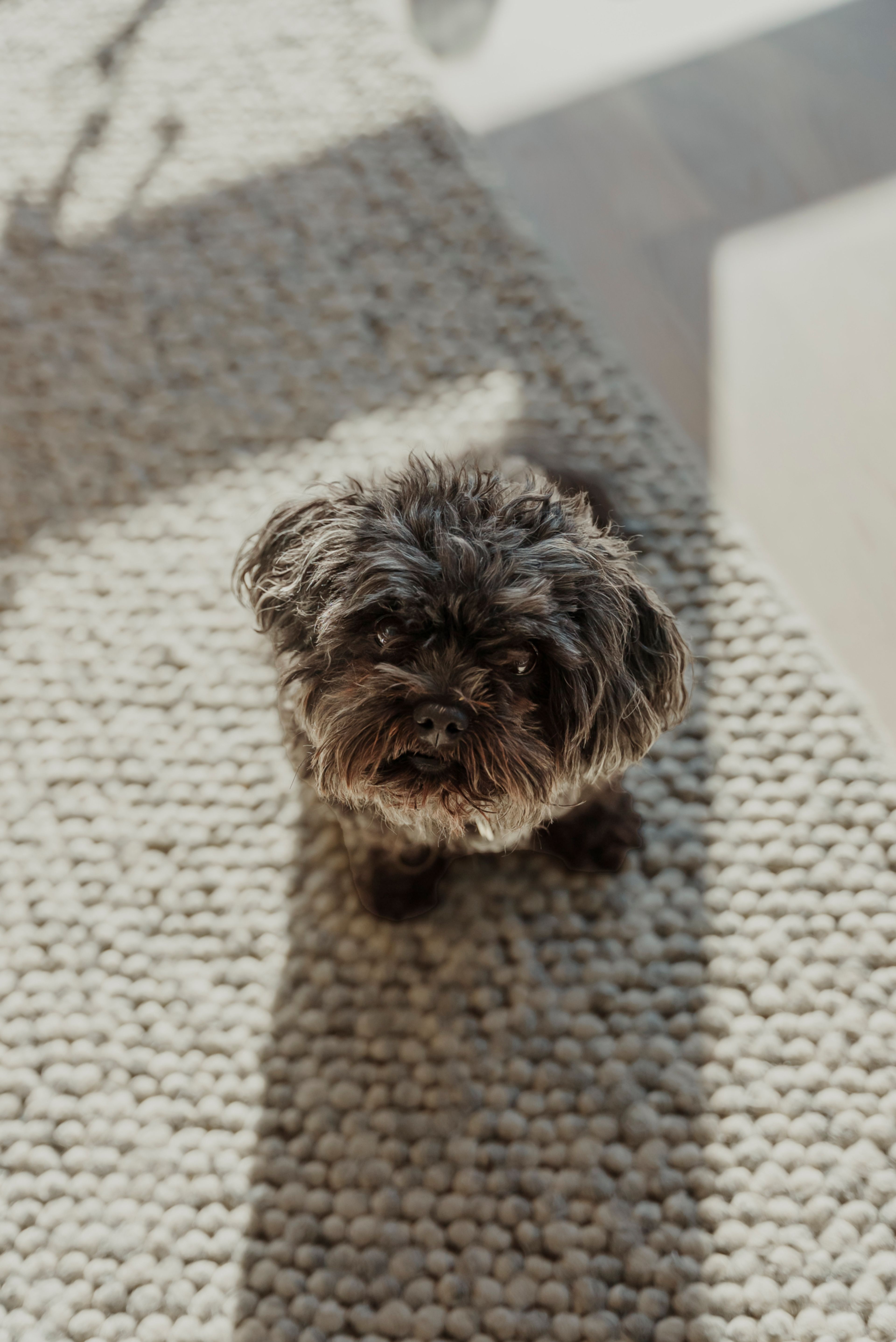 Nærbilde av hunden Joa tatt ovenfra, som sitter på teppet og ser opp mot kameraet. Hunden er liten og grå med kort, krøllete pels.