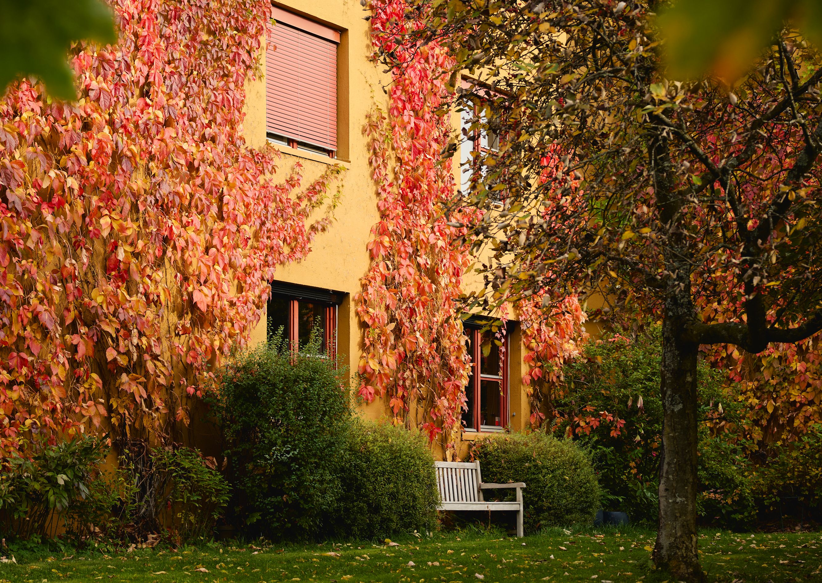 Bilde av et frodig uteområde.