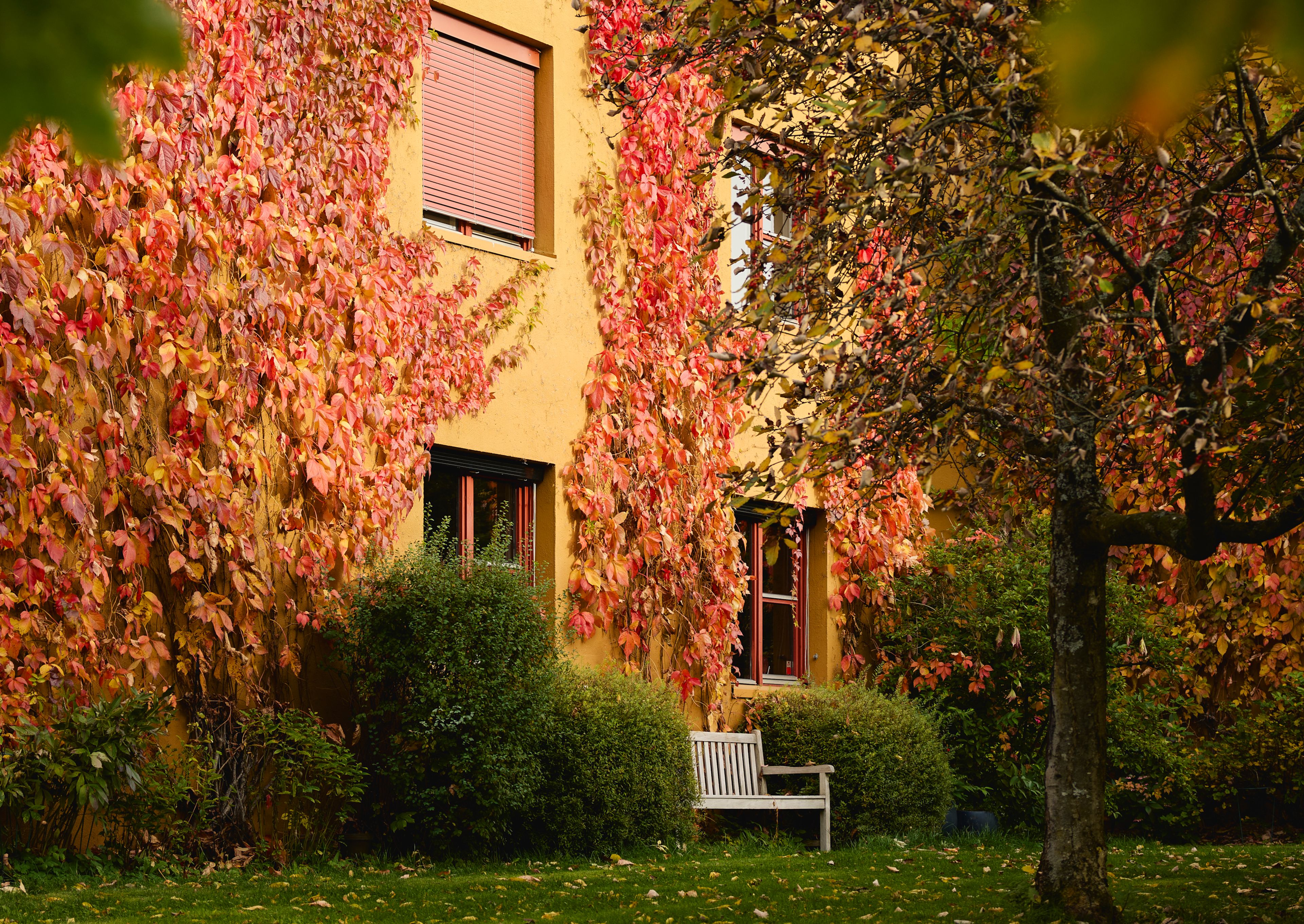 Bilde av et frodig uteområde.