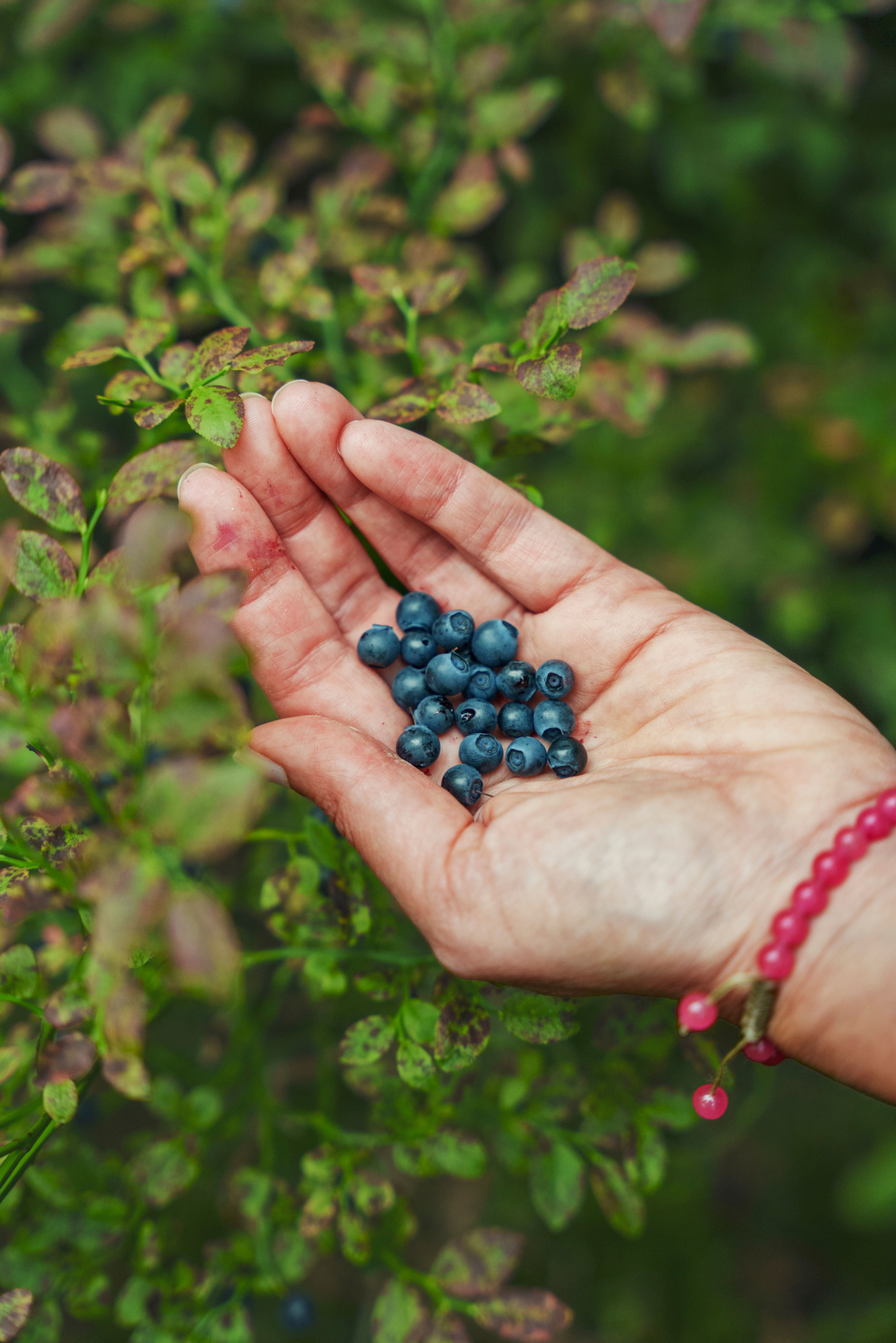 Hånd som holder blåbær over en blåbærlyng