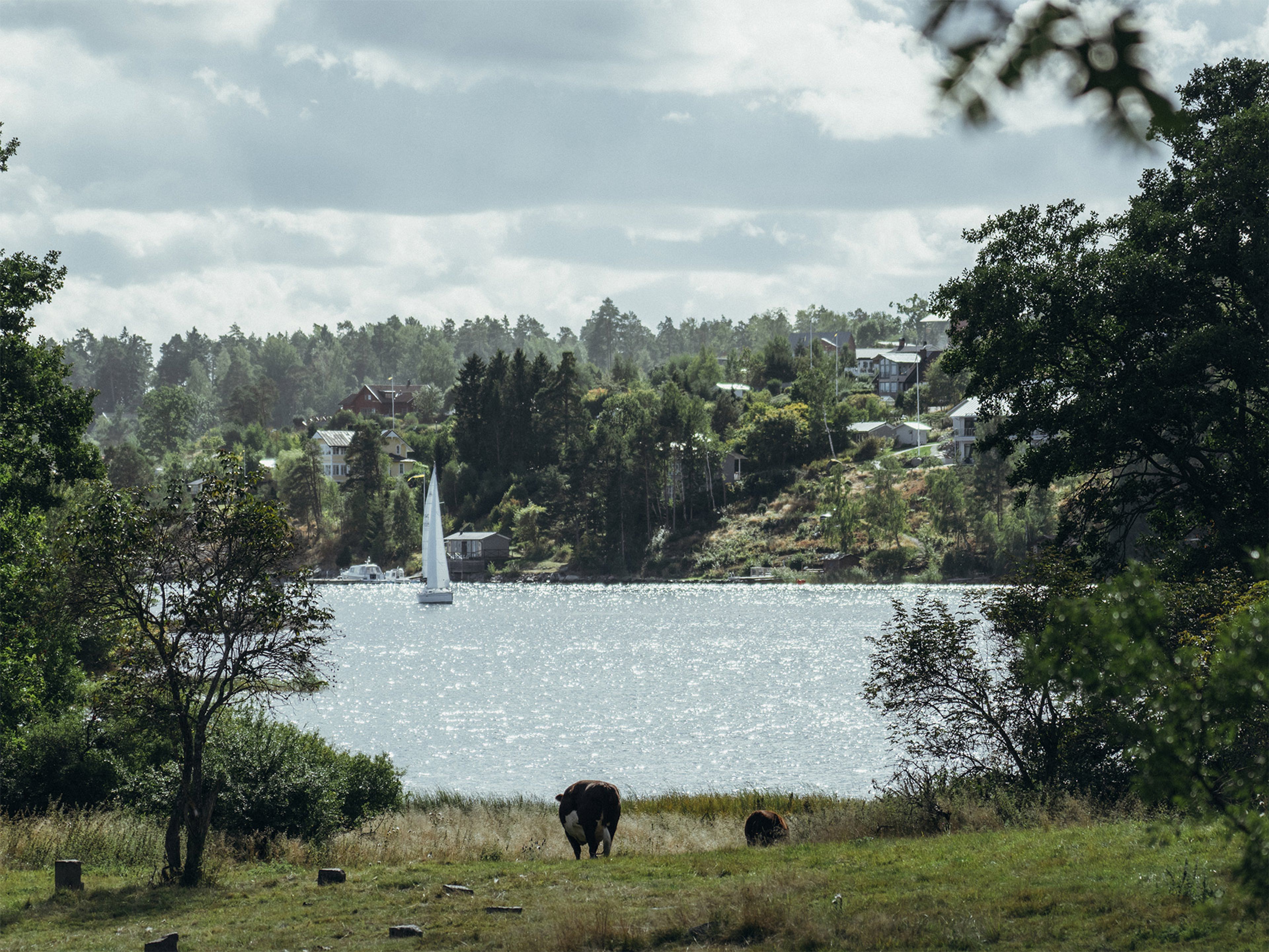 Ko i en hage med vatten bakom