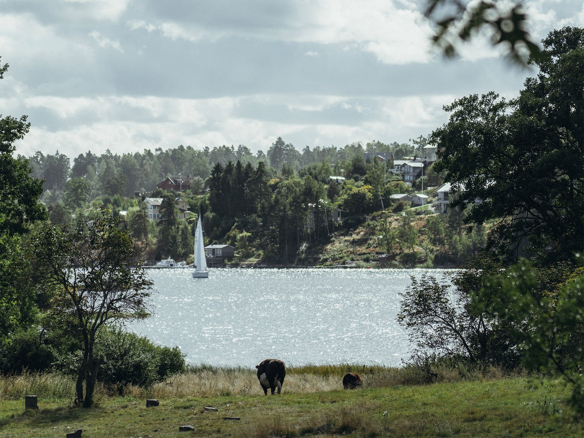 Ko i en hage med vatten bakom