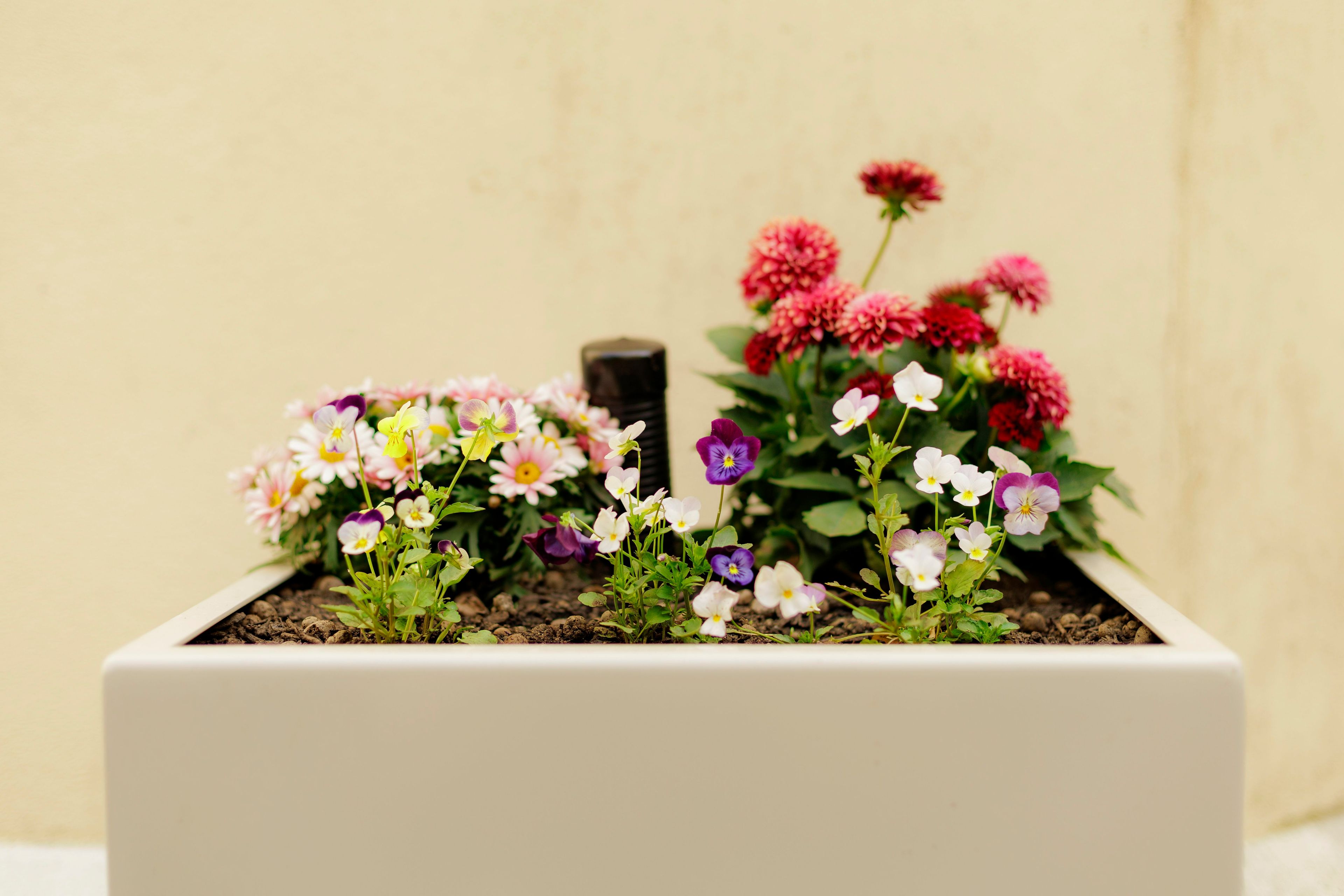 En plantekasse med flere nyplanta blomster i bakgården til Damstredet 4b borettslag.