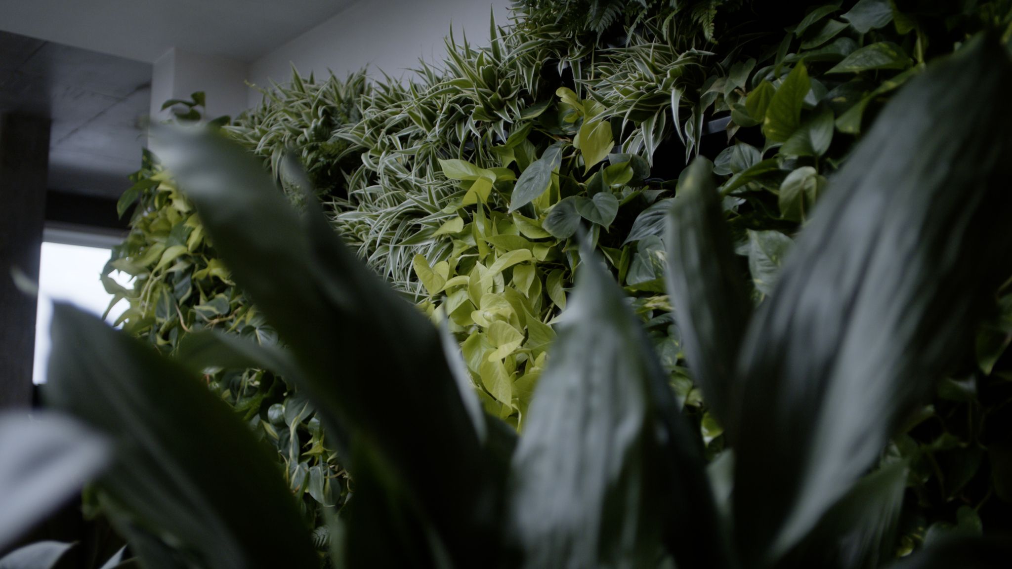 Nærbilde av plantevegg.