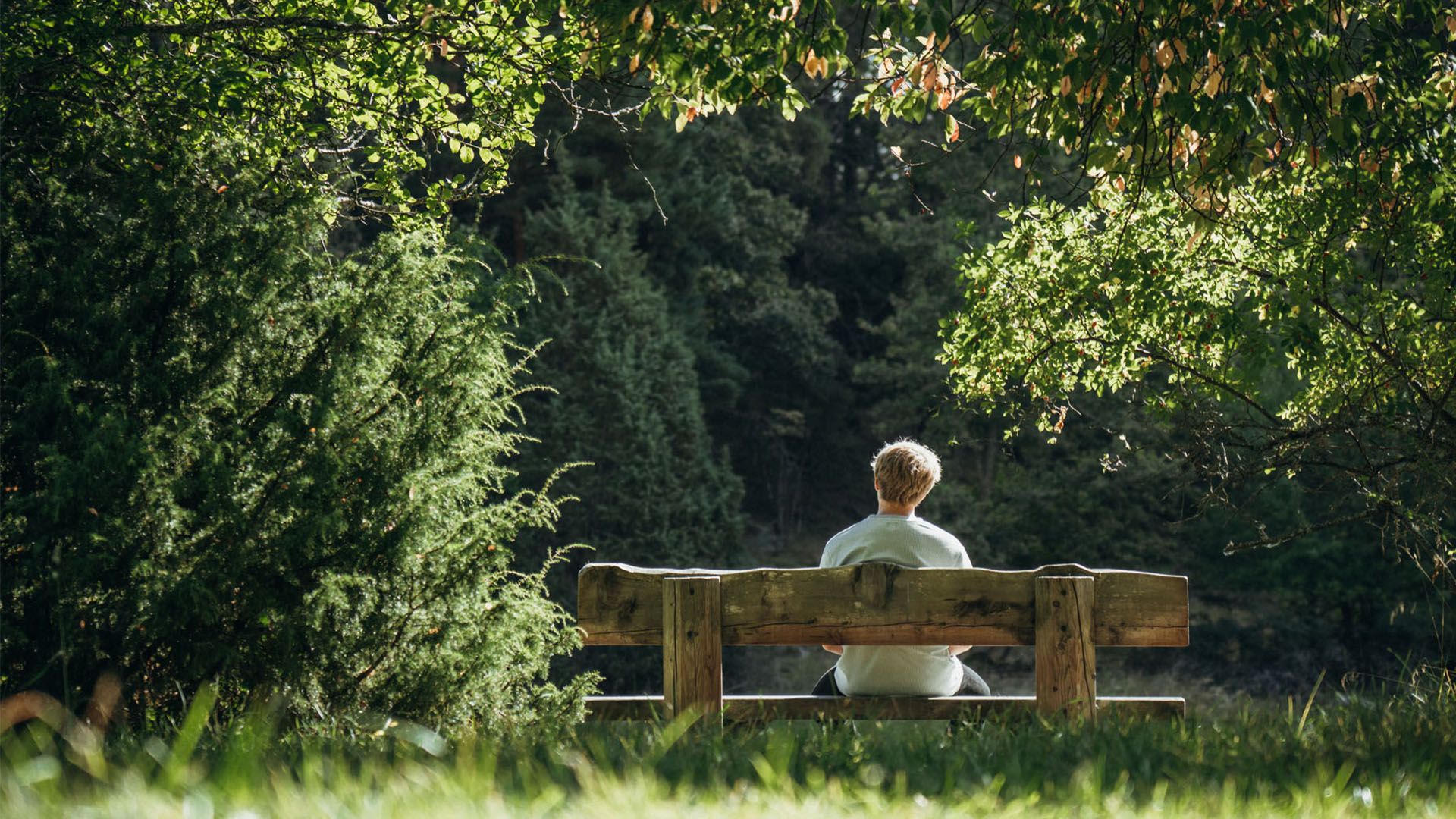 Person sitter på en bänk bland stora träd