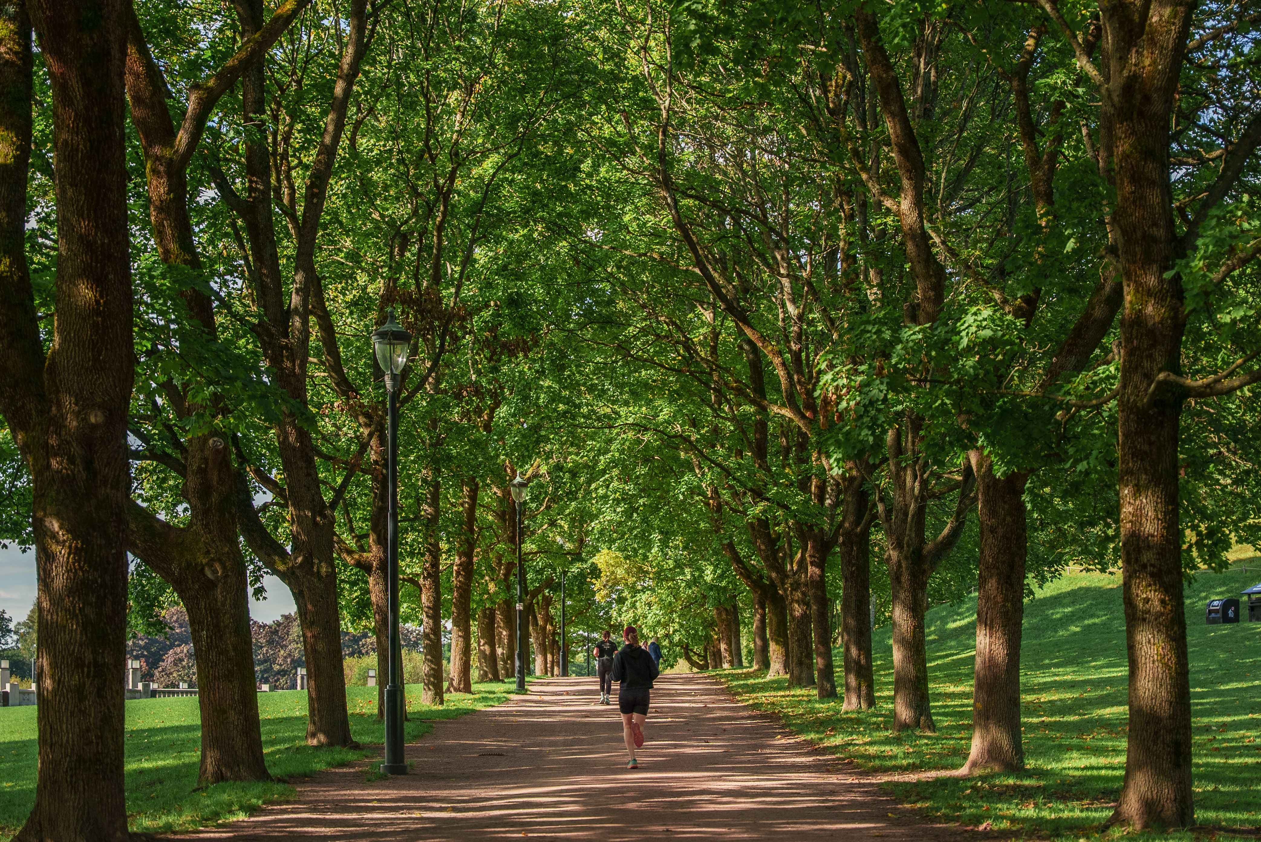 Turvei i Frognerparken