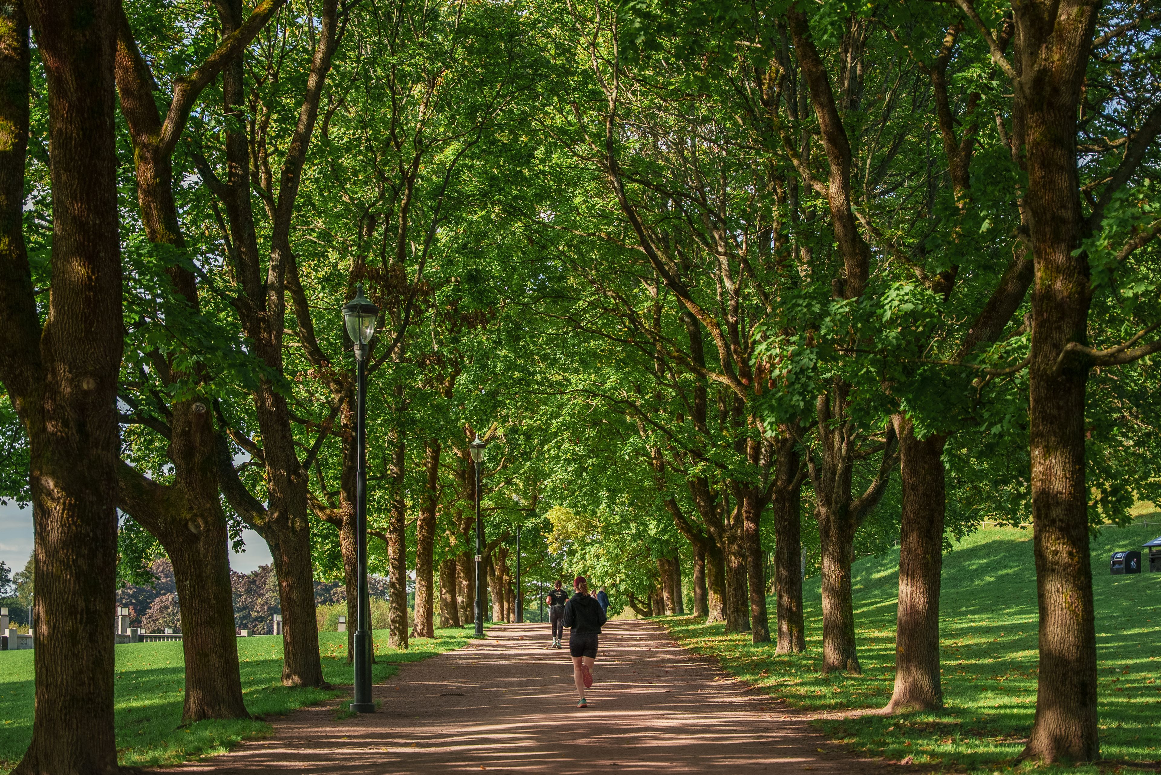 Turvei i Frognerparken