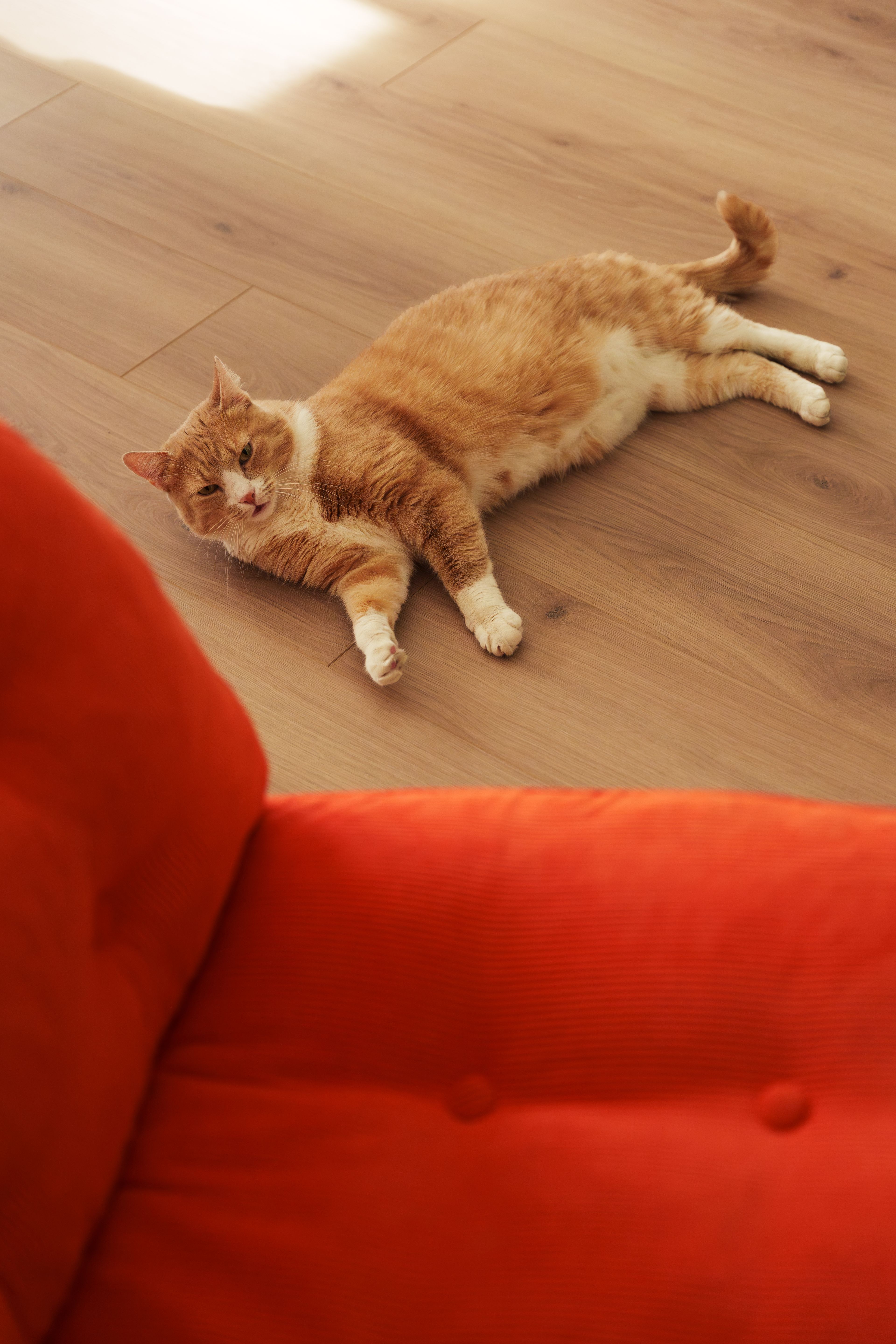 En oransje katt som ligger ved siden av en oransje stol.