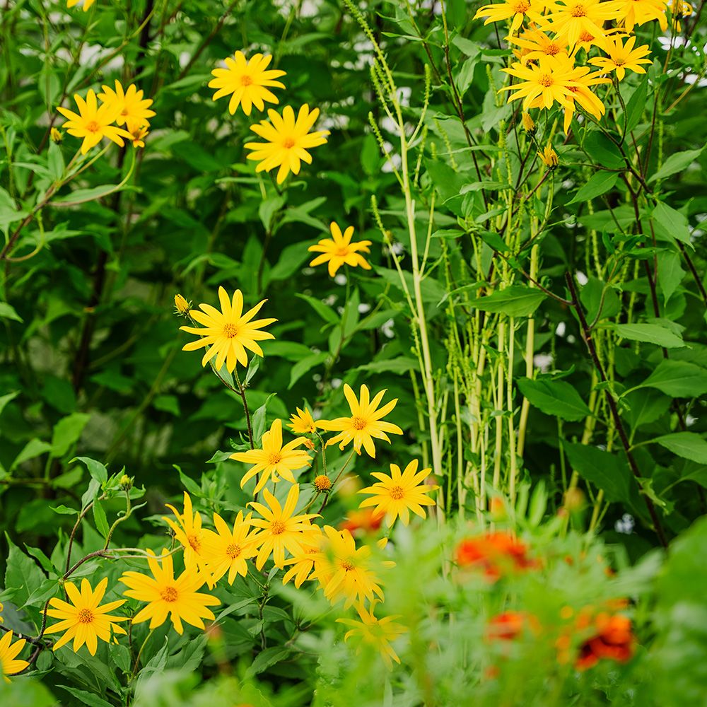 Foto av blomster i naturen.