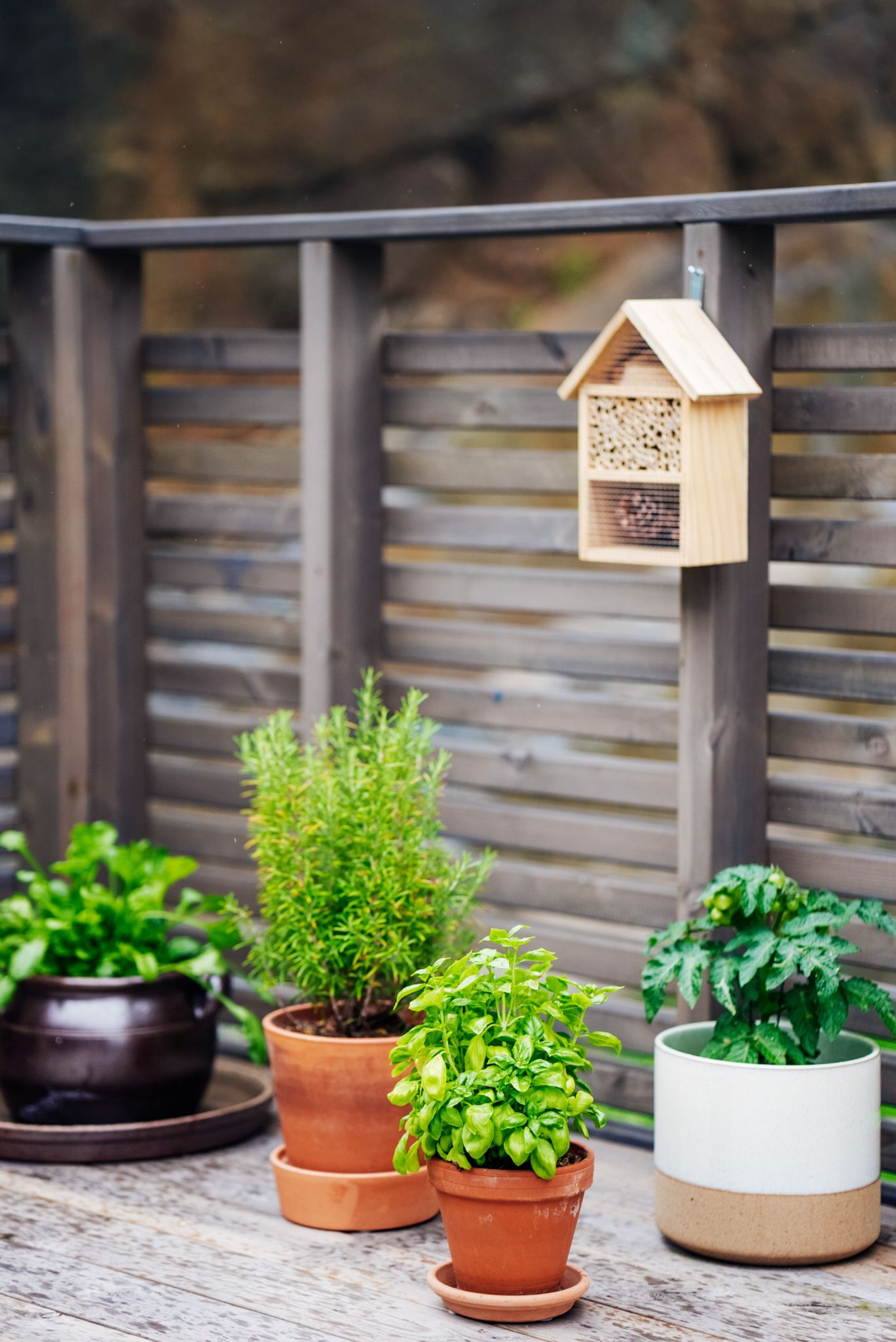 Planter ute på terrassen i huset på Solkollen.