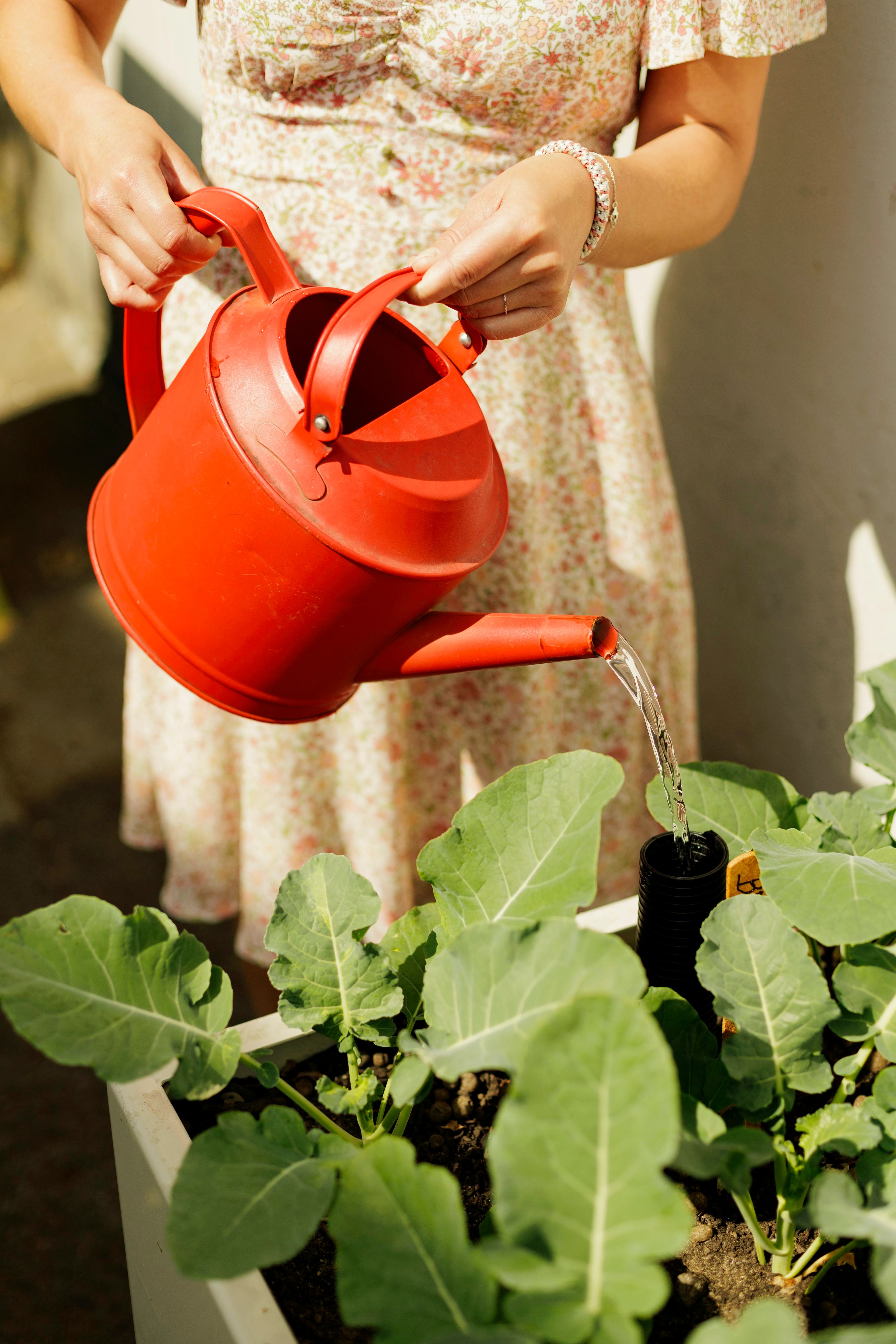 Styreleder i Damstredet 4 Borettslag, Hanna Mari Hauans, vanner plantene i en plantekasse.