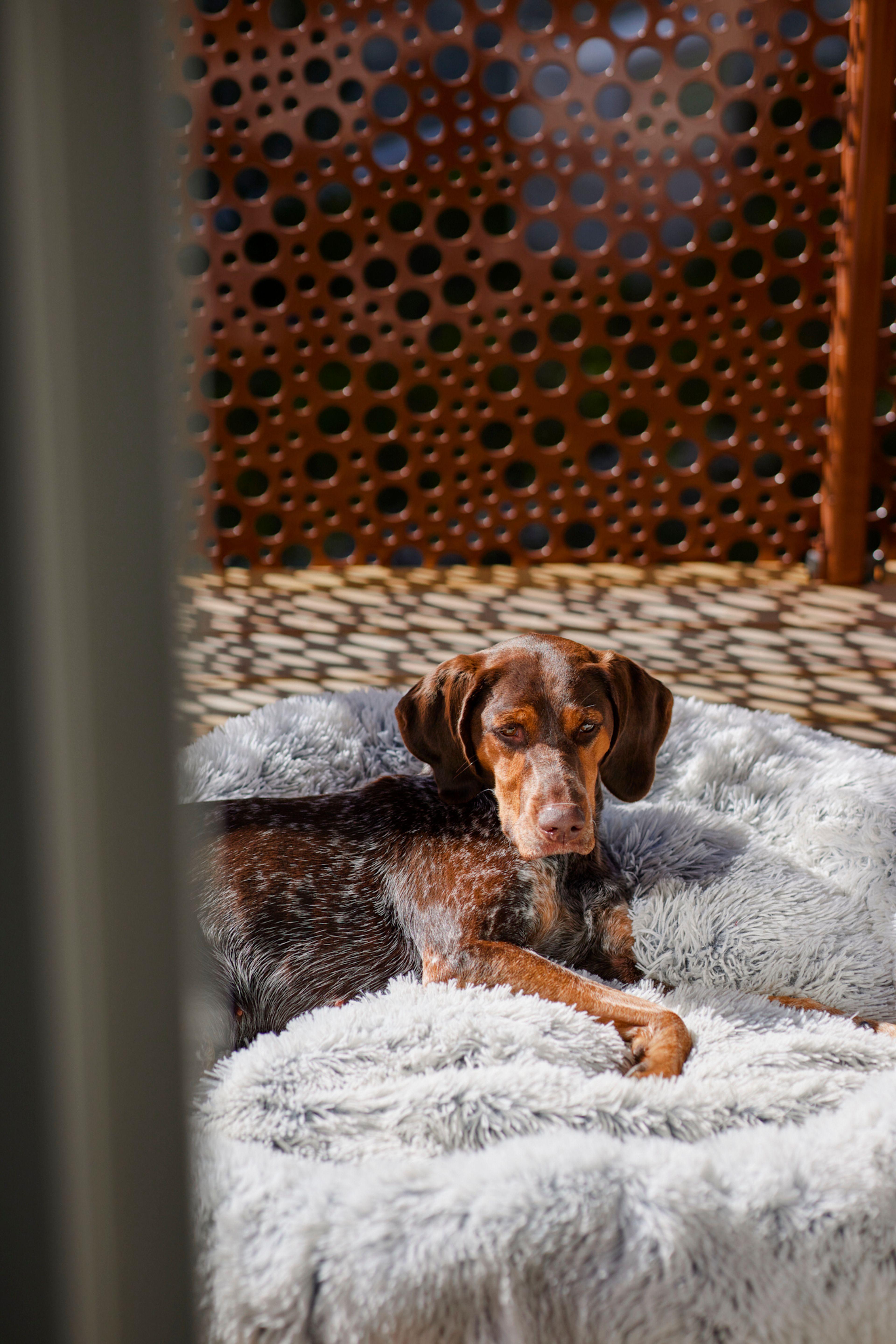 Hunden Ipa i forgrunnen liggende på en solrik balkong tilhørende leiligheten