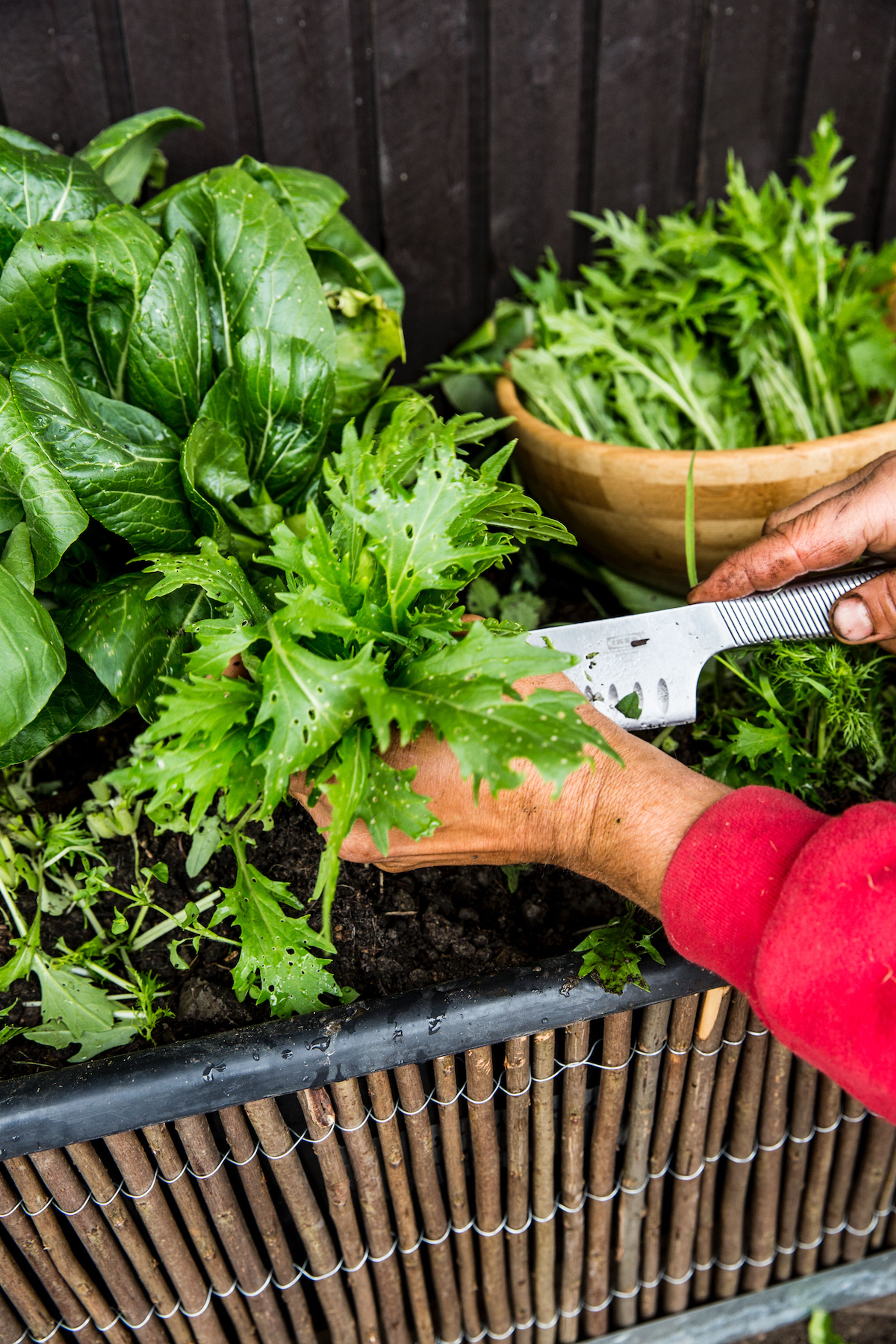 Bybonden skjærer en plante