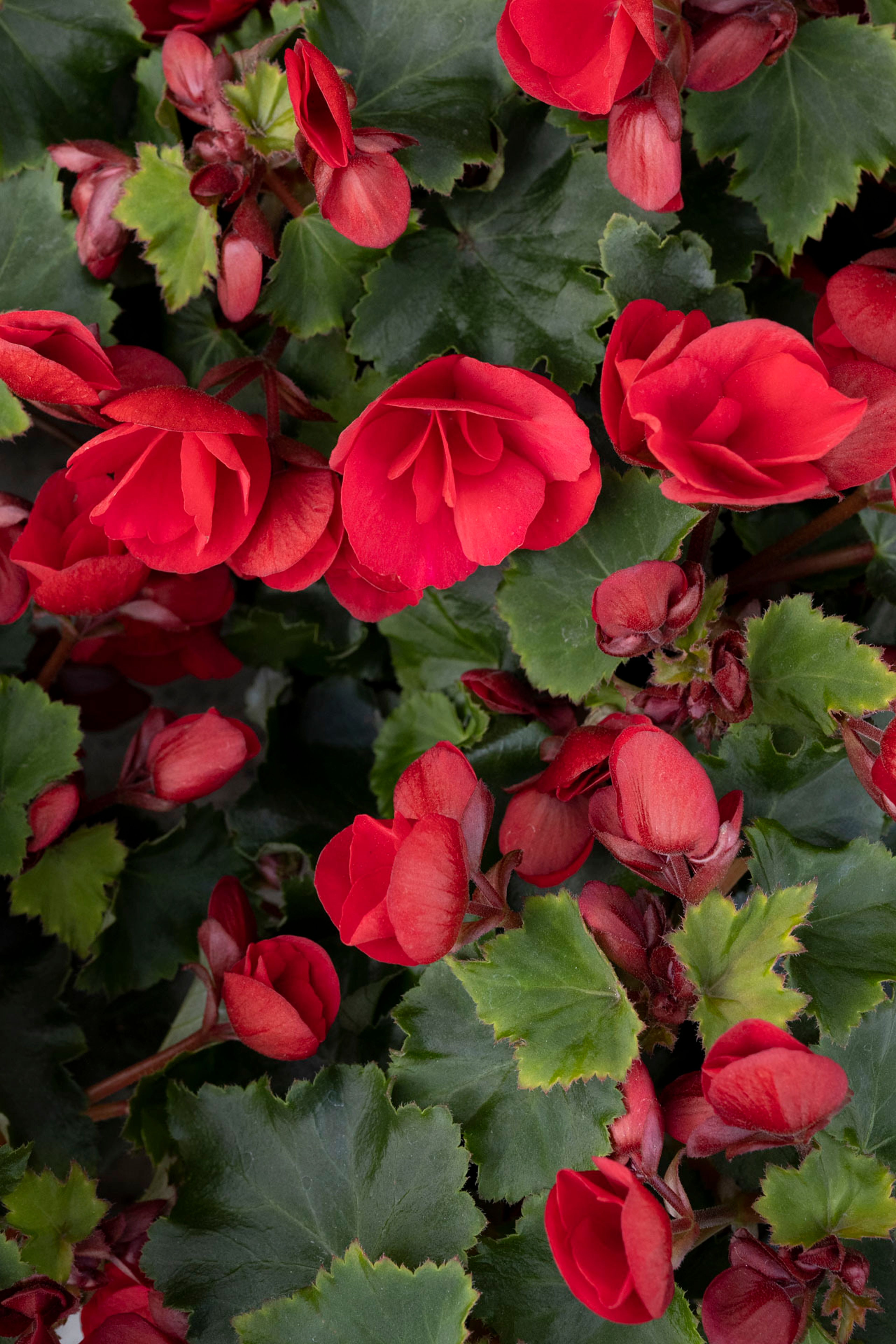 Nærbilde av blomster i hagen