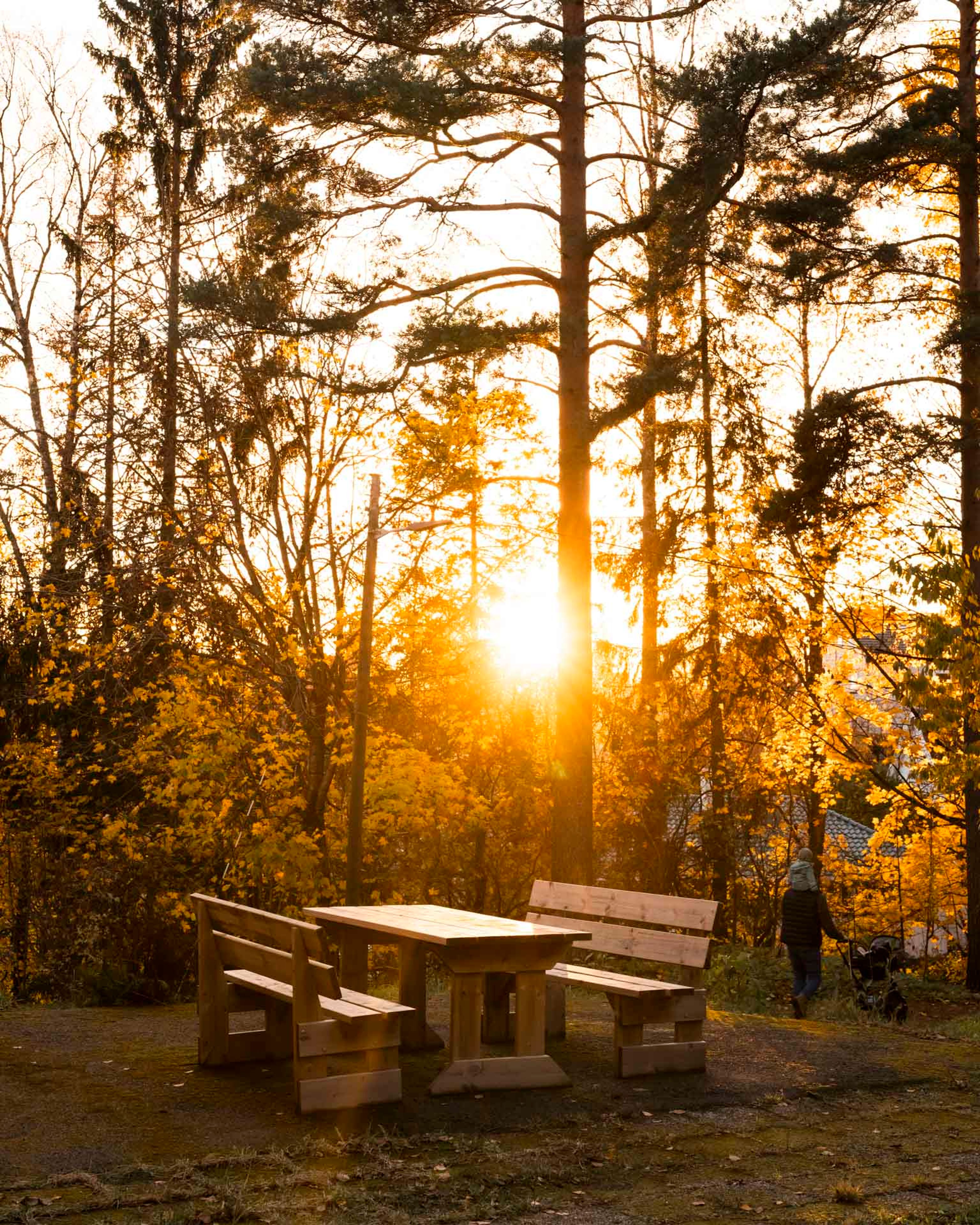 Solnedgang bak trær og en benk med bord i uteområdet til Munkelia borettslag.