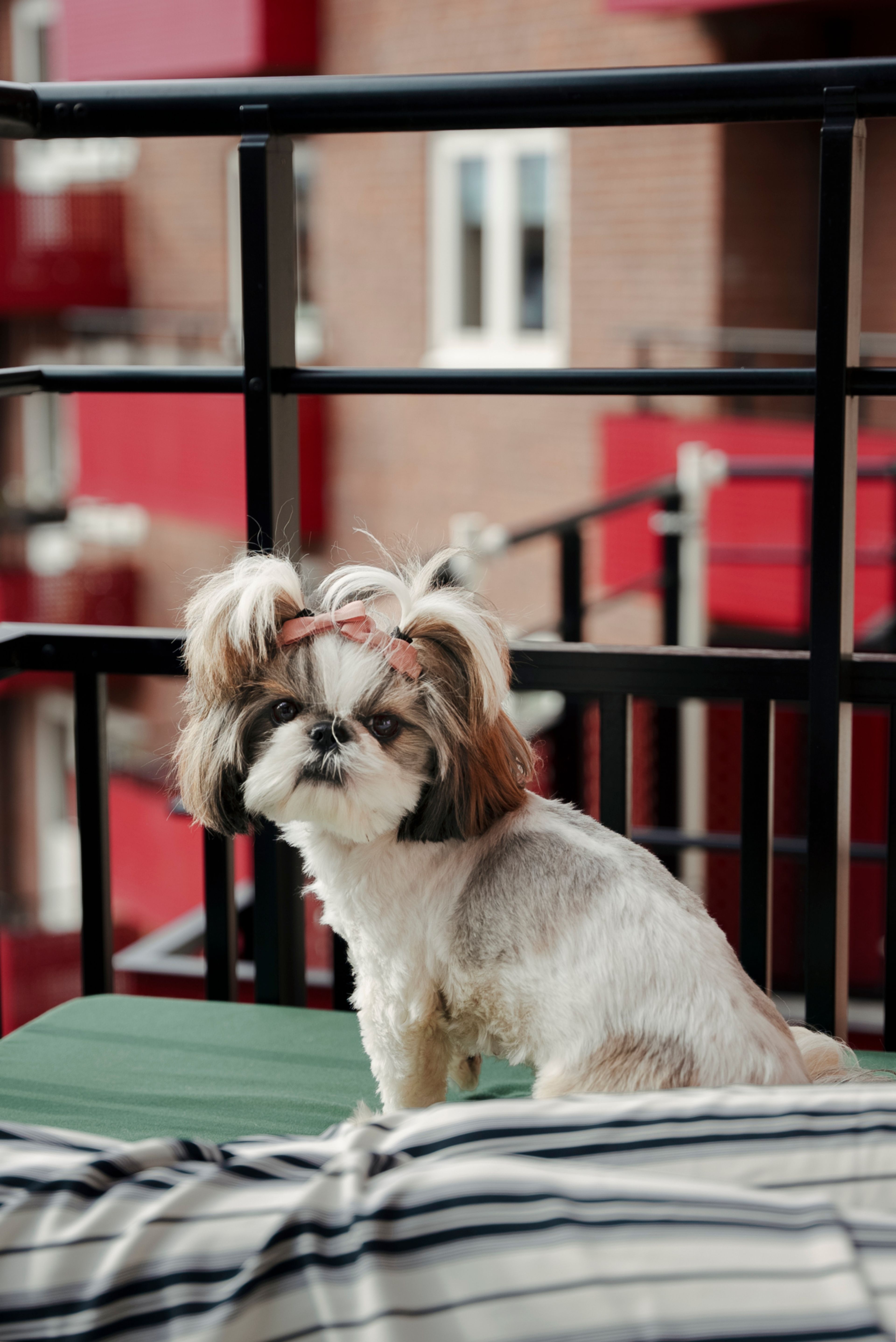 Hunden Solveig sittende på en balkong, med utsikt over en brun bakgård.