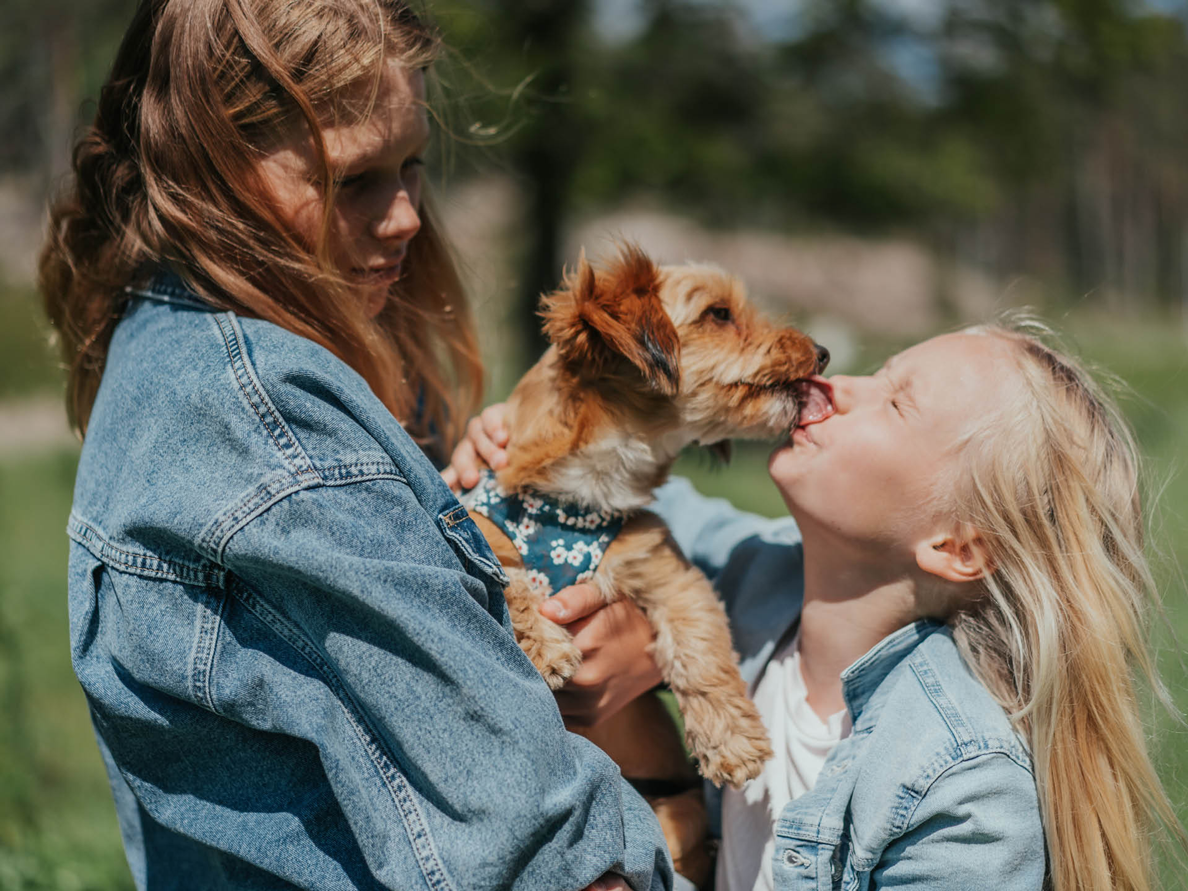 Tjej som blir pussad av en hund